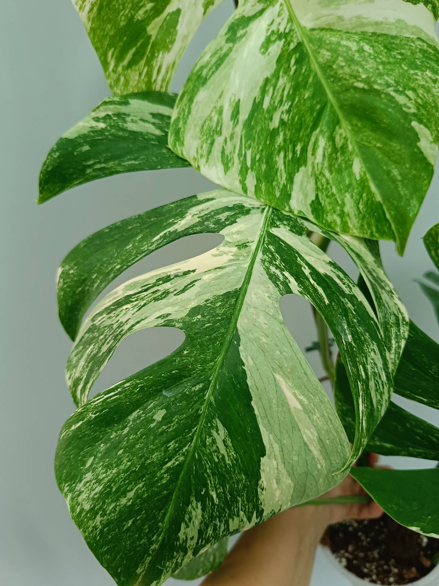 Monstera Albo variegata