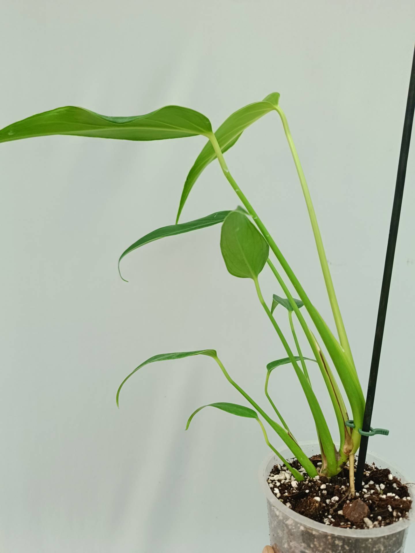 Monstera Burle Marx Flame