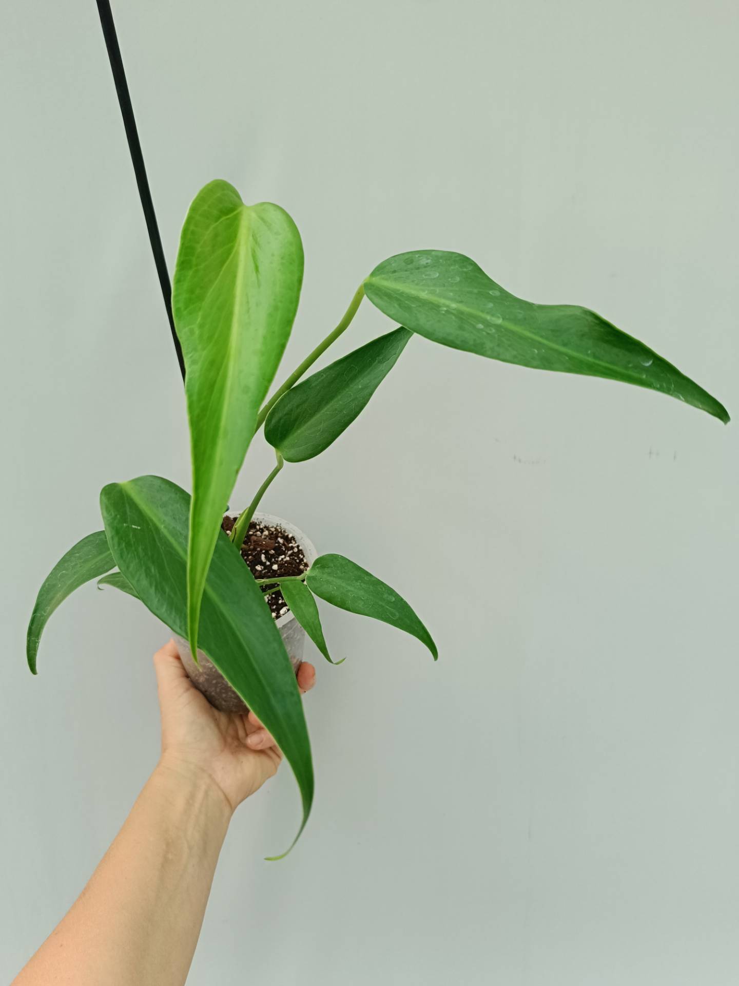 Monstera Burle Marx Flame