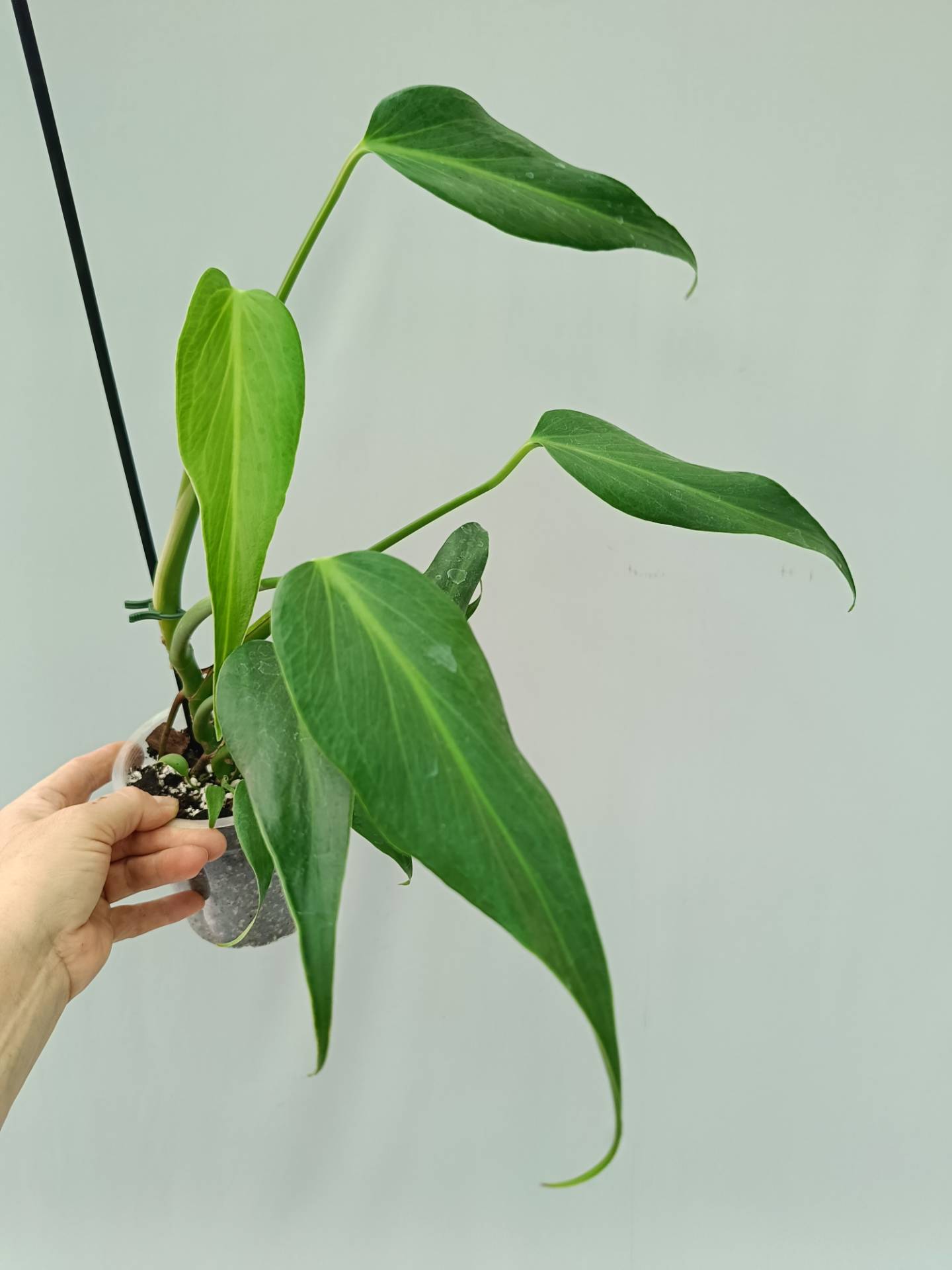 Monstera Burle Marx Flame