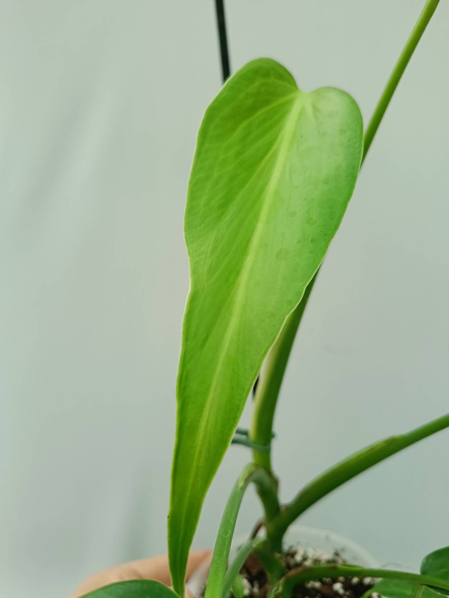 Monstera Burle Marx Flame