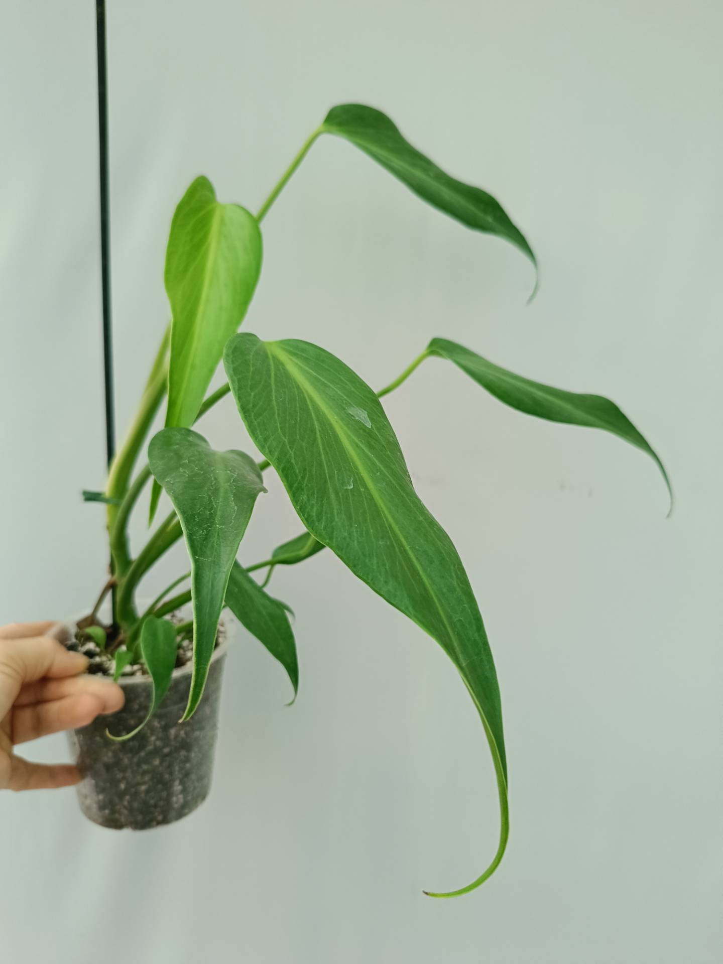 Monstera Burle Marx Flame