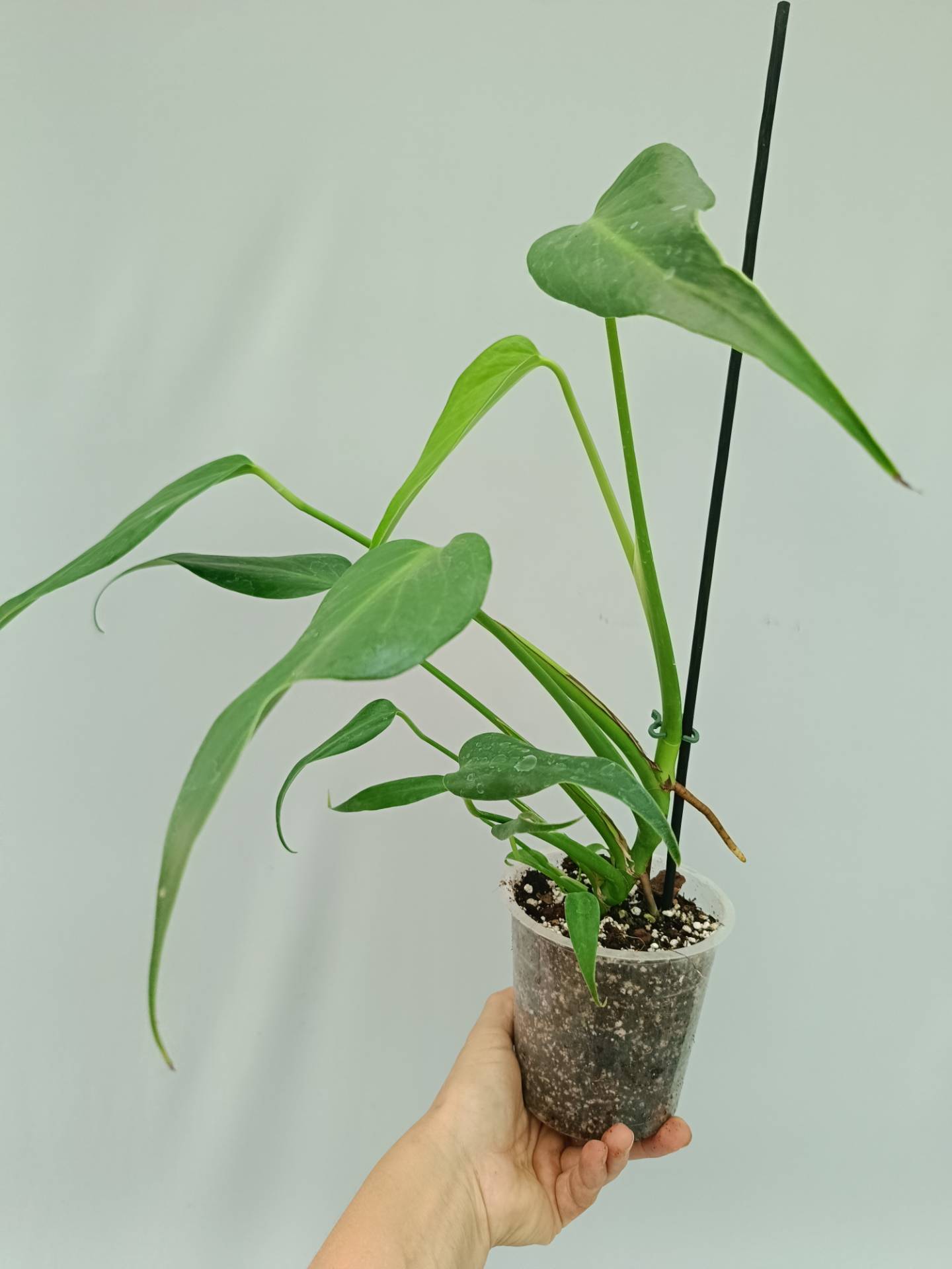 Monstera Burle Marx Flame