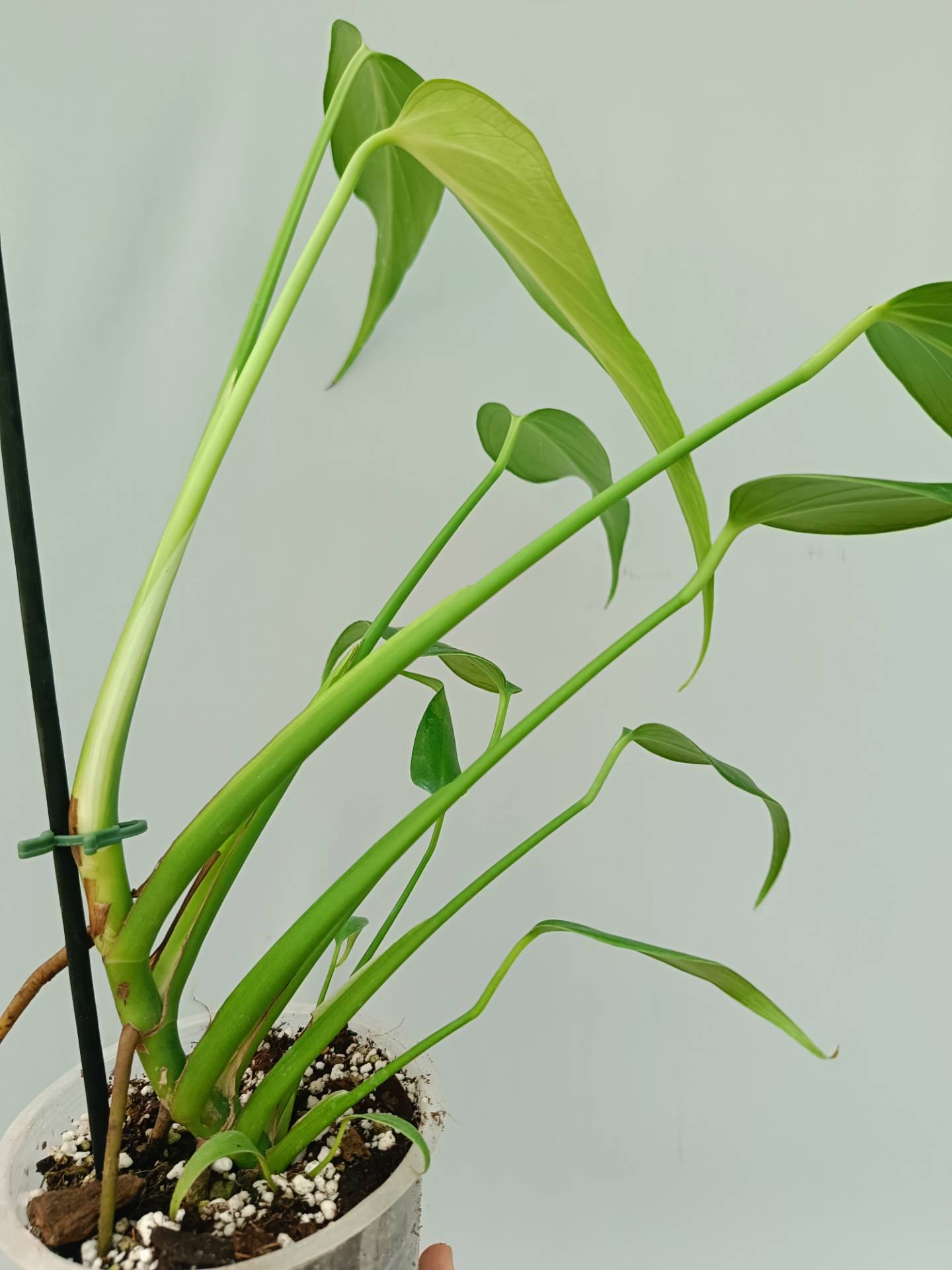 Monstera Burle Marx Flame