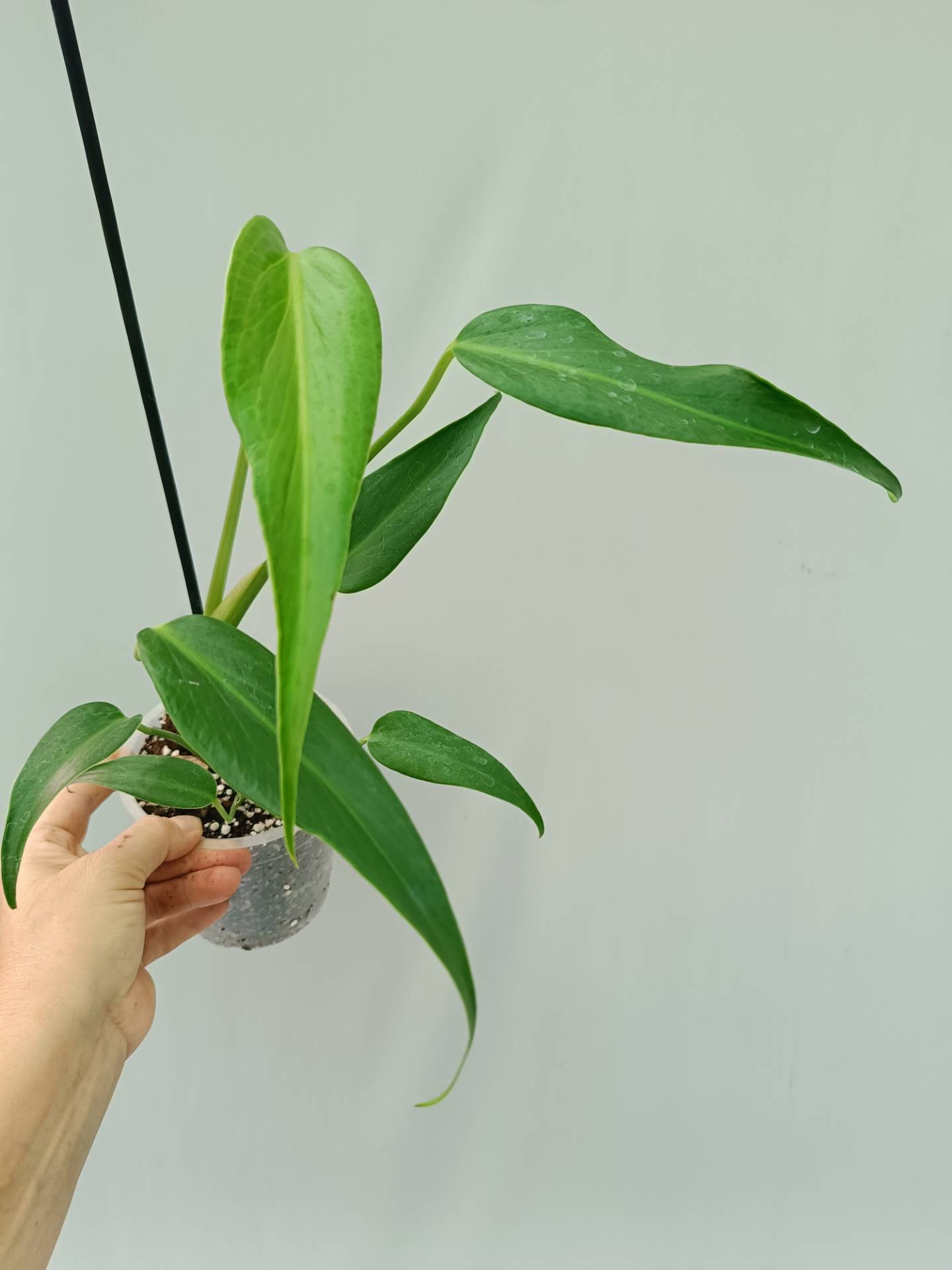 Monstera Burle Marx Flame