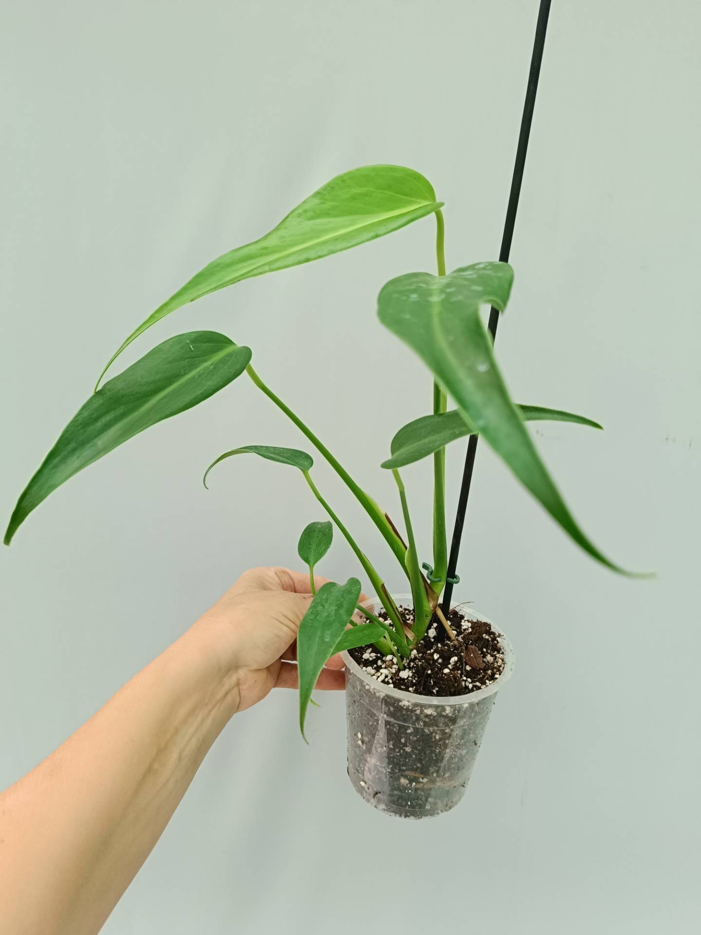 Monstera Burle Marx Flame