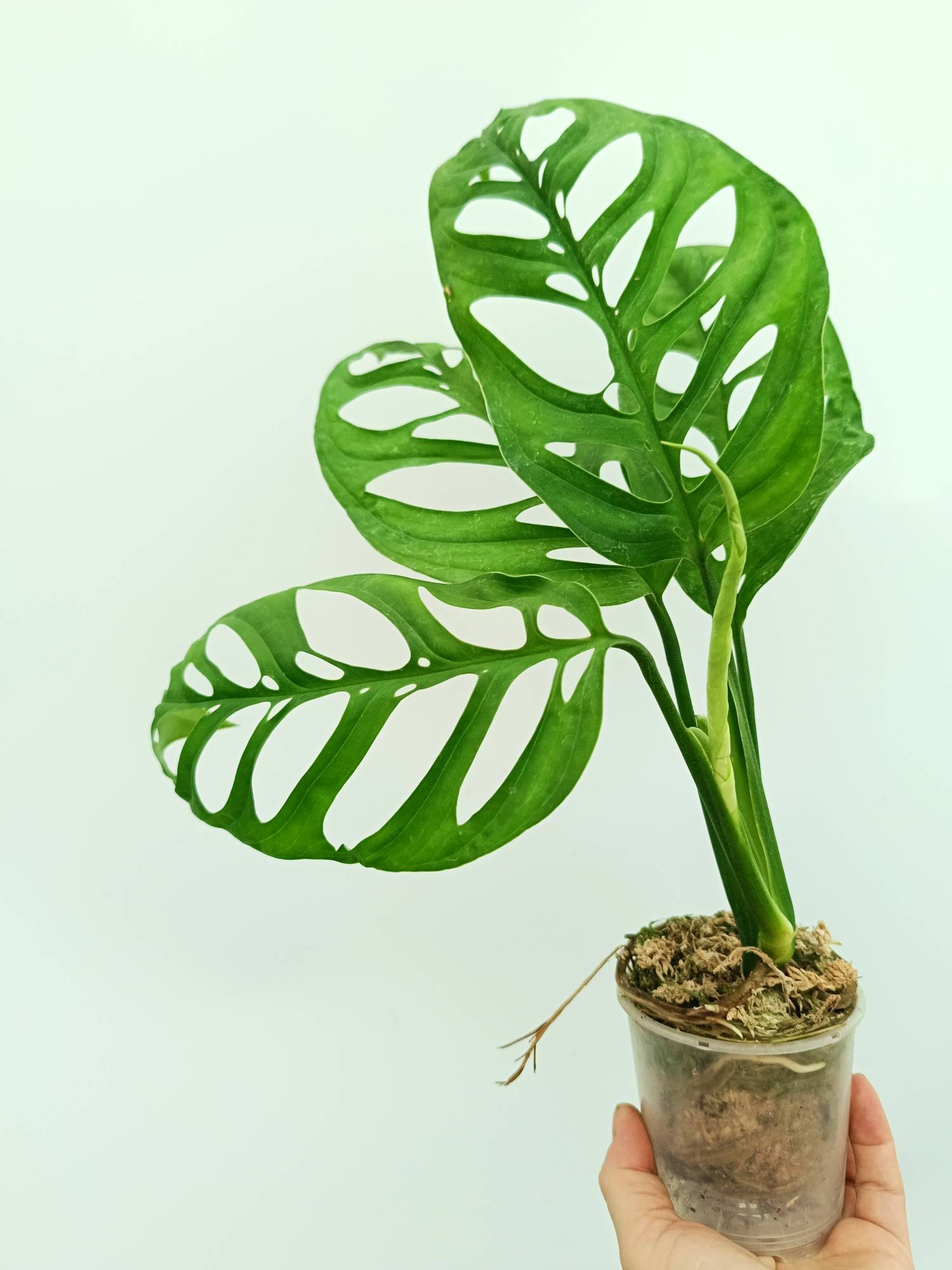 planta monstera esqueleto Monstera epipremnoides esqueleto