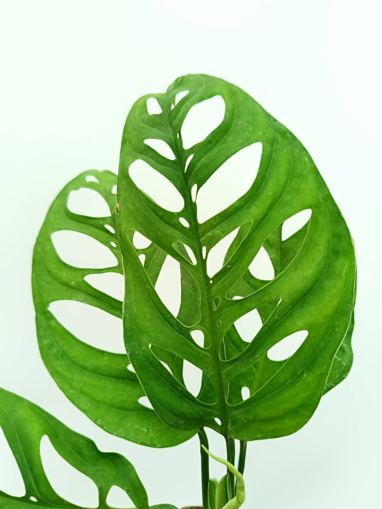 Monstera epipremnoides esqueleto
