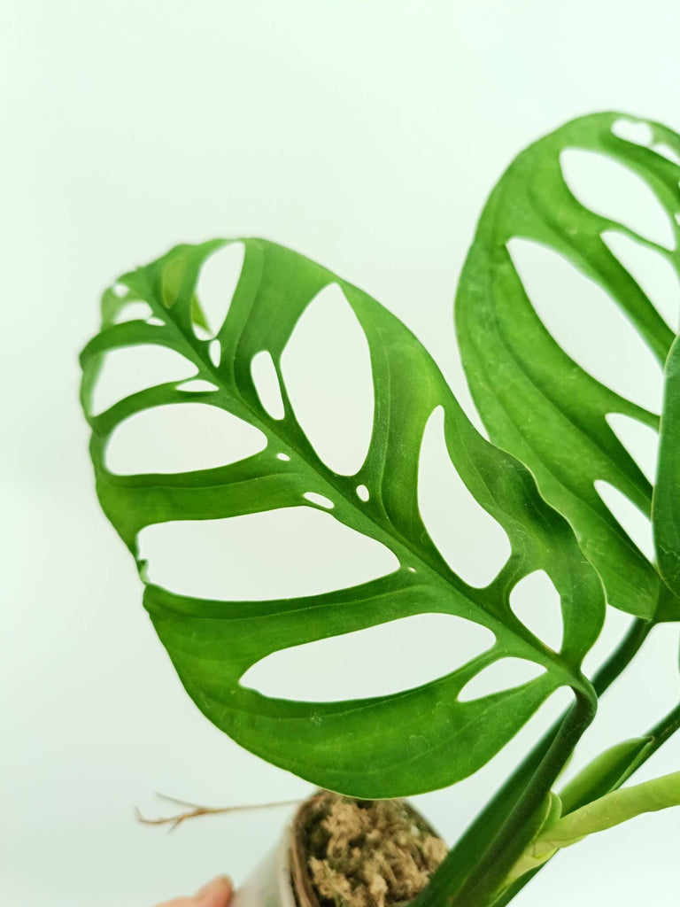 Monstera epipremnoides esqueleto