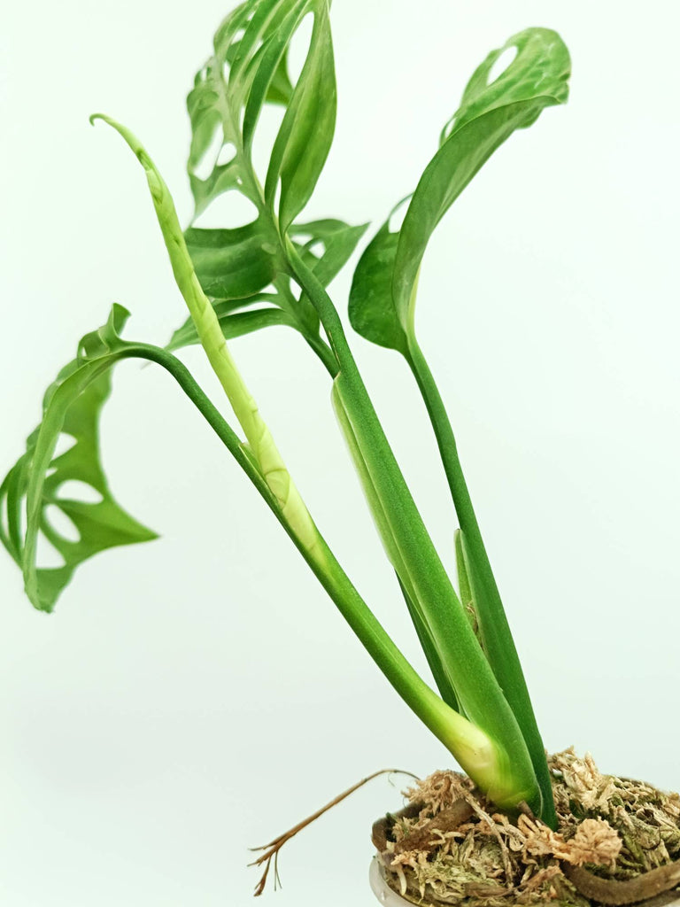 Monstera epipremnoides esqueleto