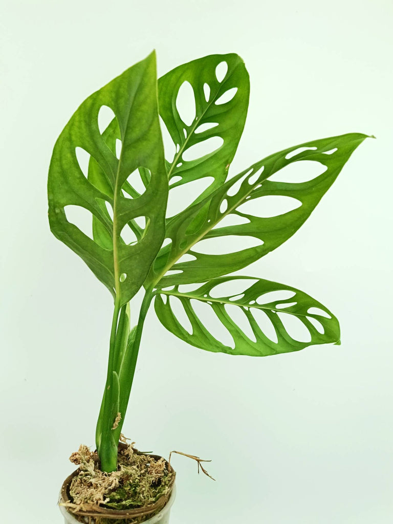 Monstera epipremnoides esqueleto