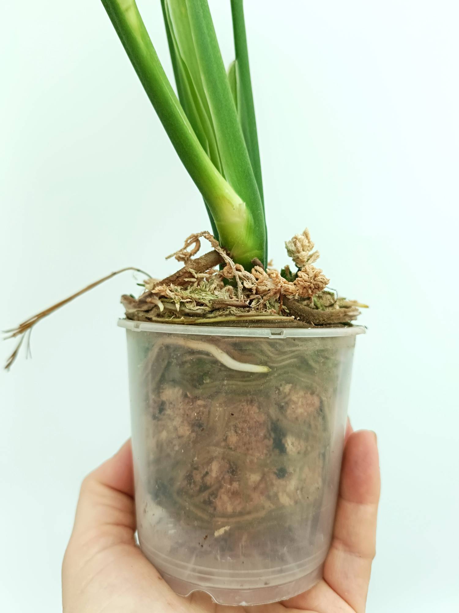 monstera epipremnoides Monstera epipremnoides esqueleto