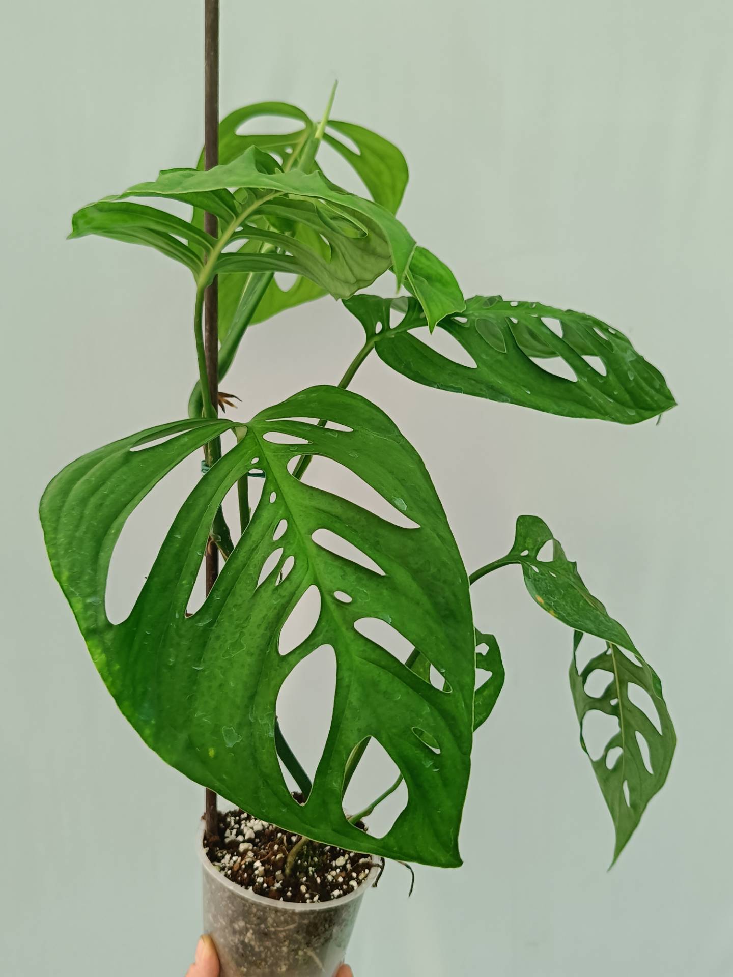 Monstera Epipremnoides Esqueleto