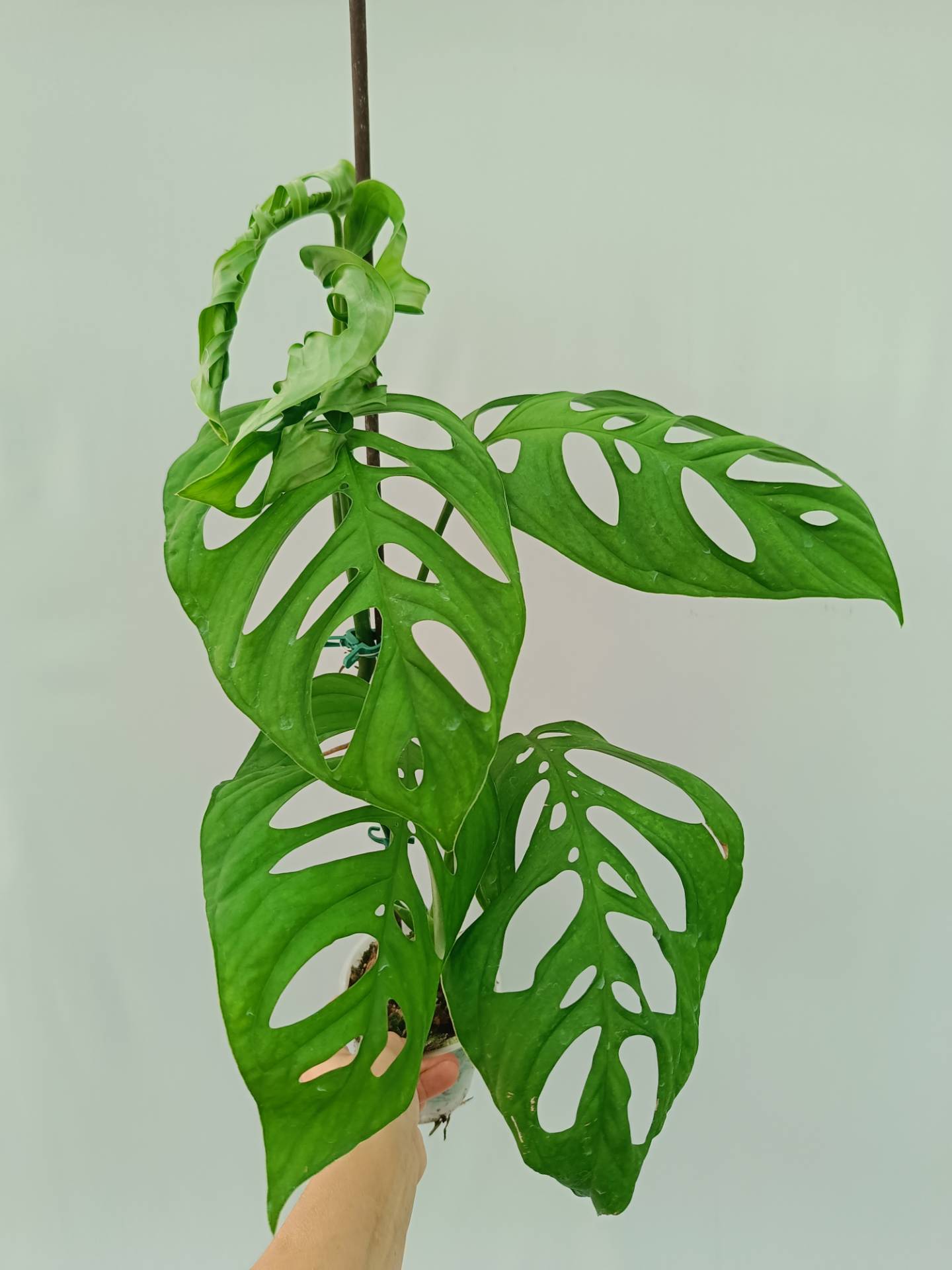 Monstera Epipremnoides Esqueleto