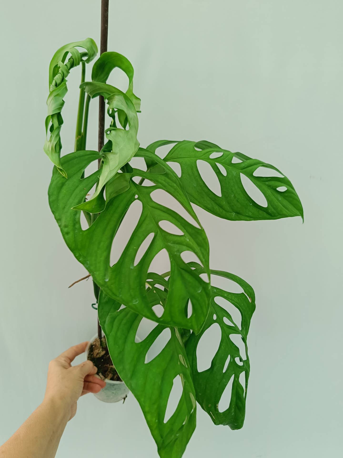 Monstera Epipremnoides Esqueleto