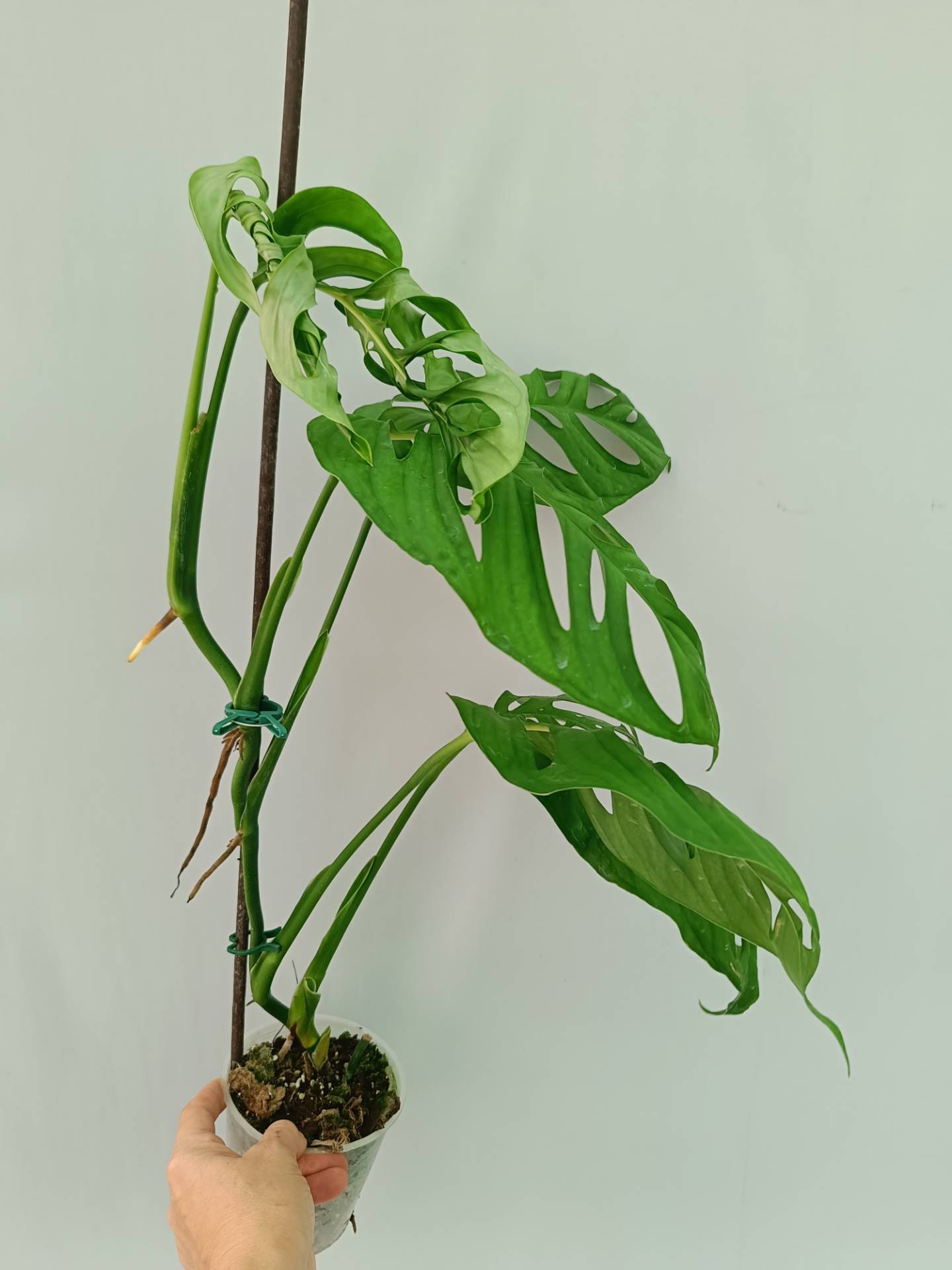 Monstera Epipremnoides Esqueleto