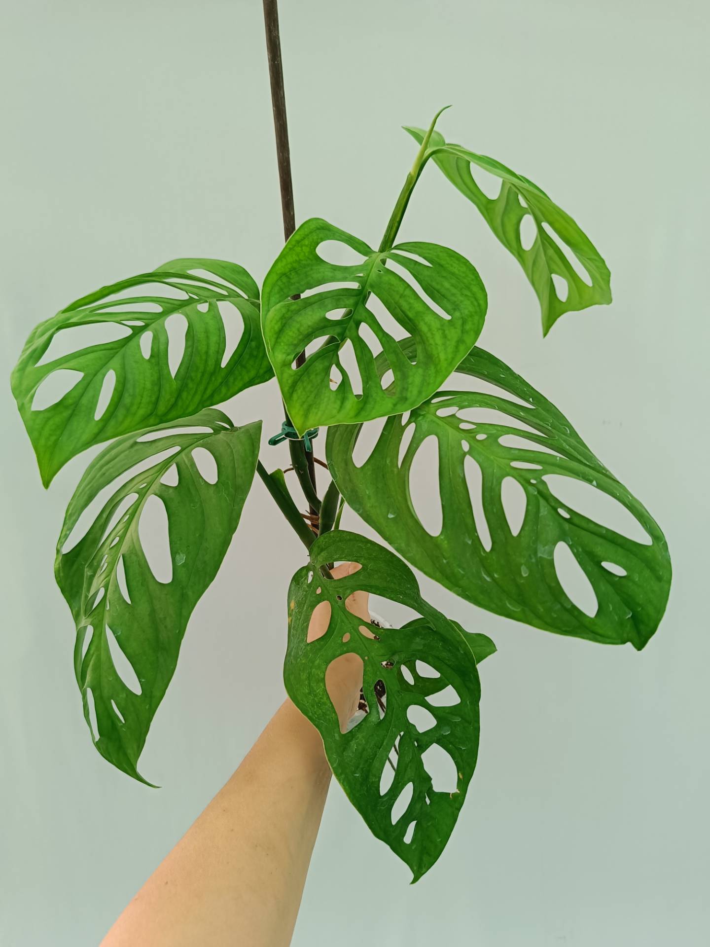 Monstera Epipremnoides Esqueleto