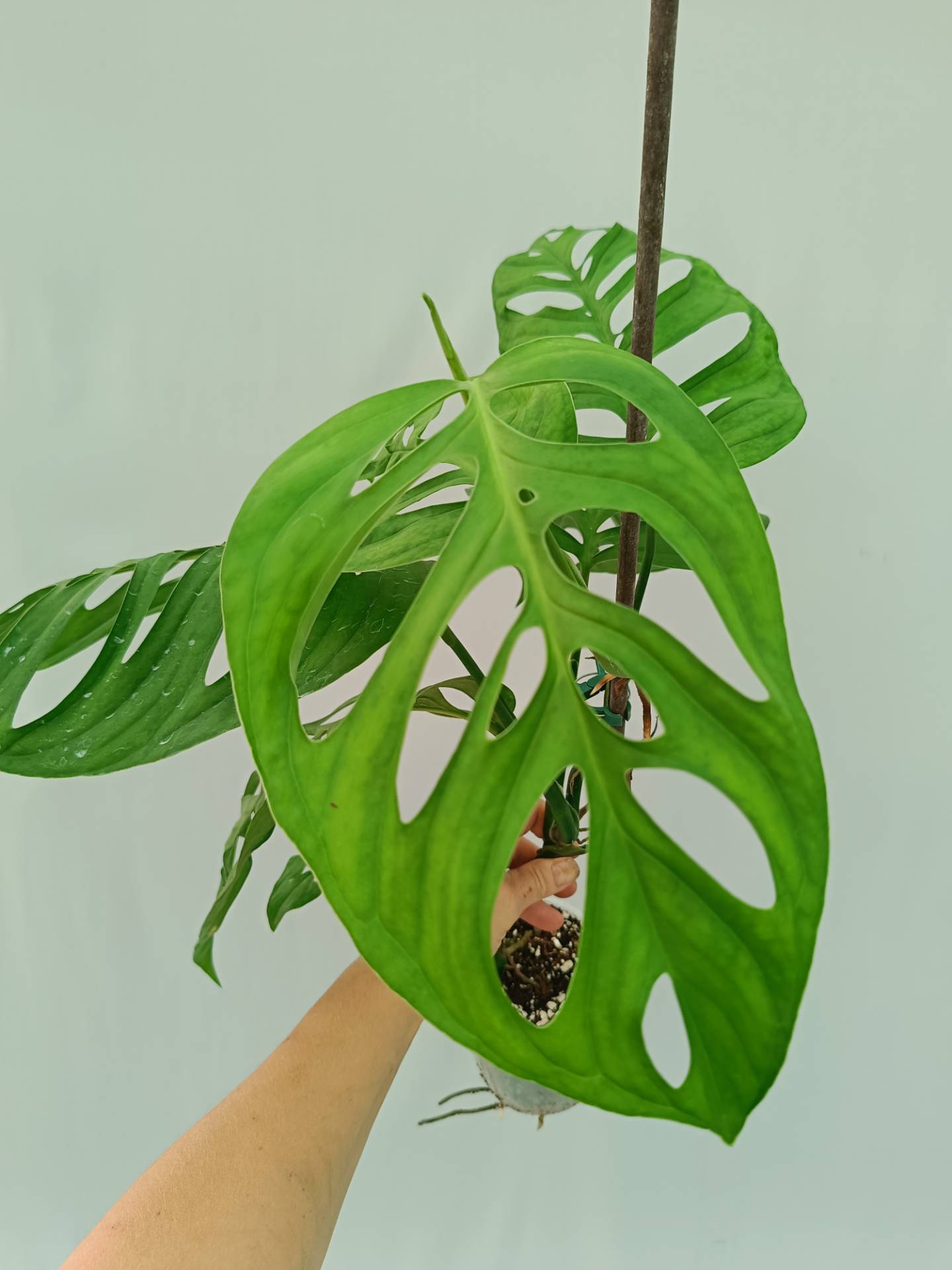 Monstera Epipremnoides Esqueleto