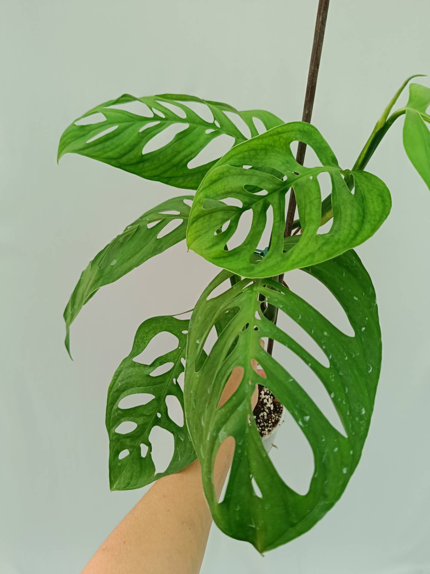 Monstera Epipremnoides Esqueleto