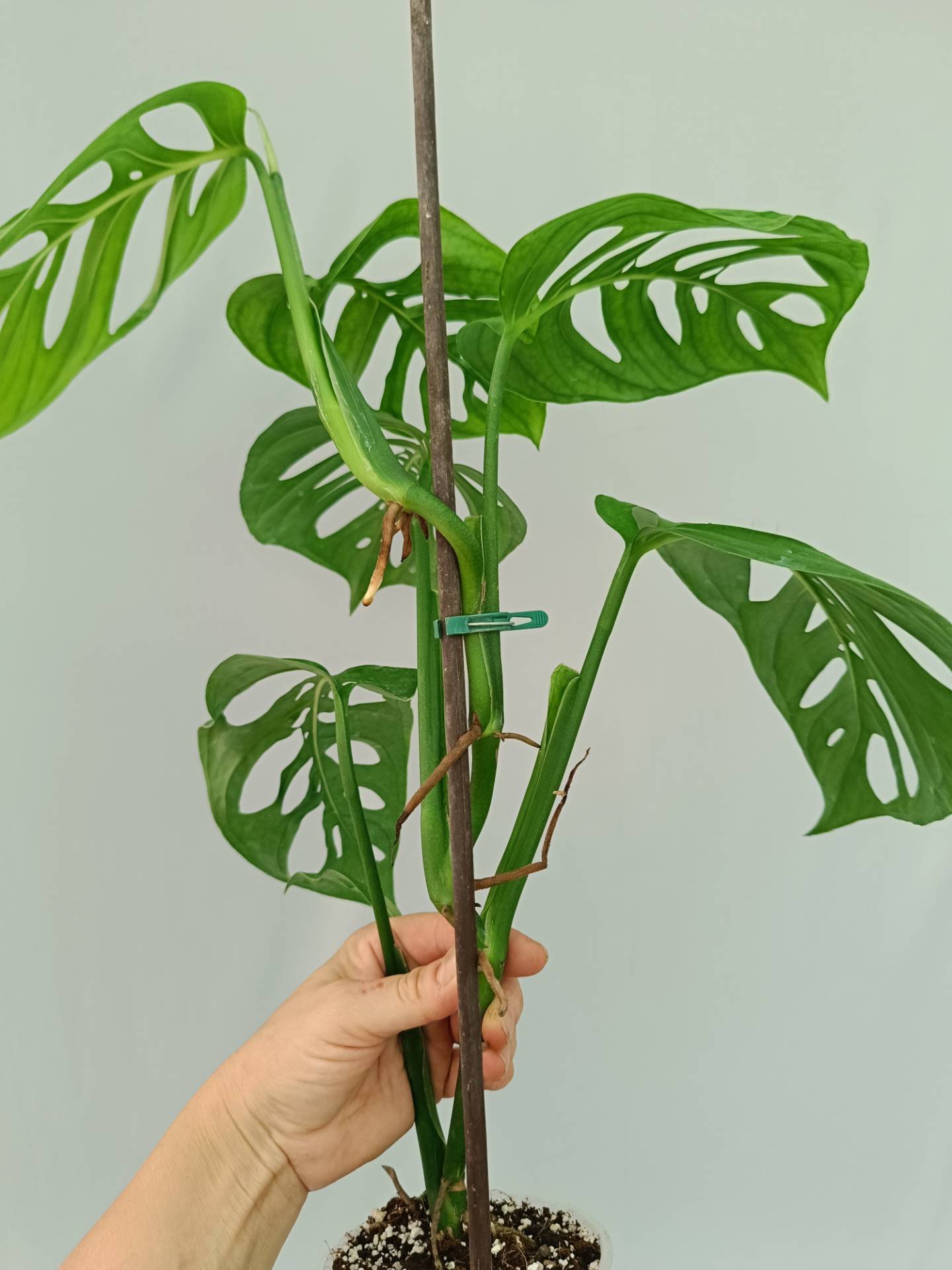 Monstera Epipremnoides Esqueleto
