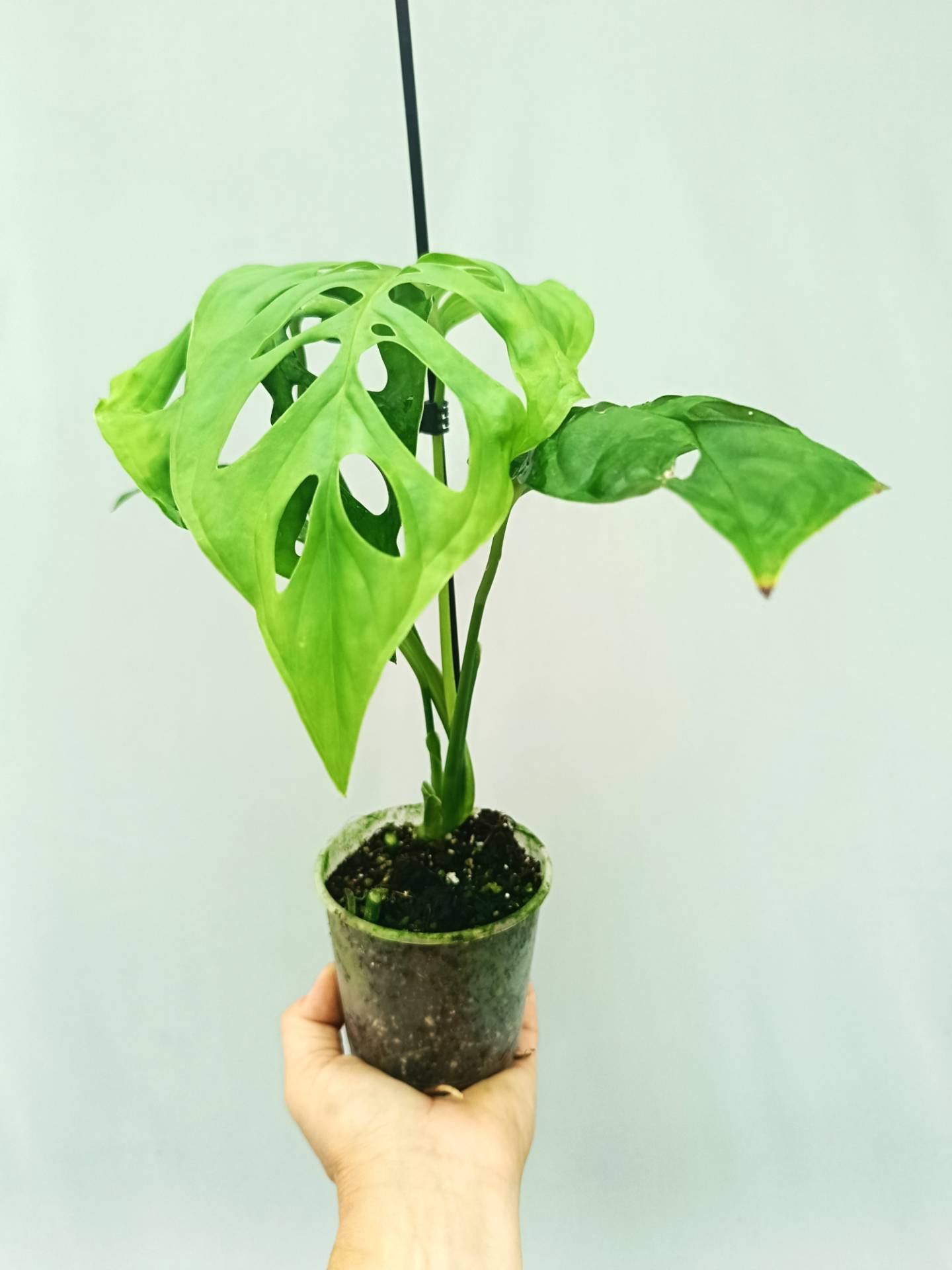 Monstera Epipremnoides Esqueleto