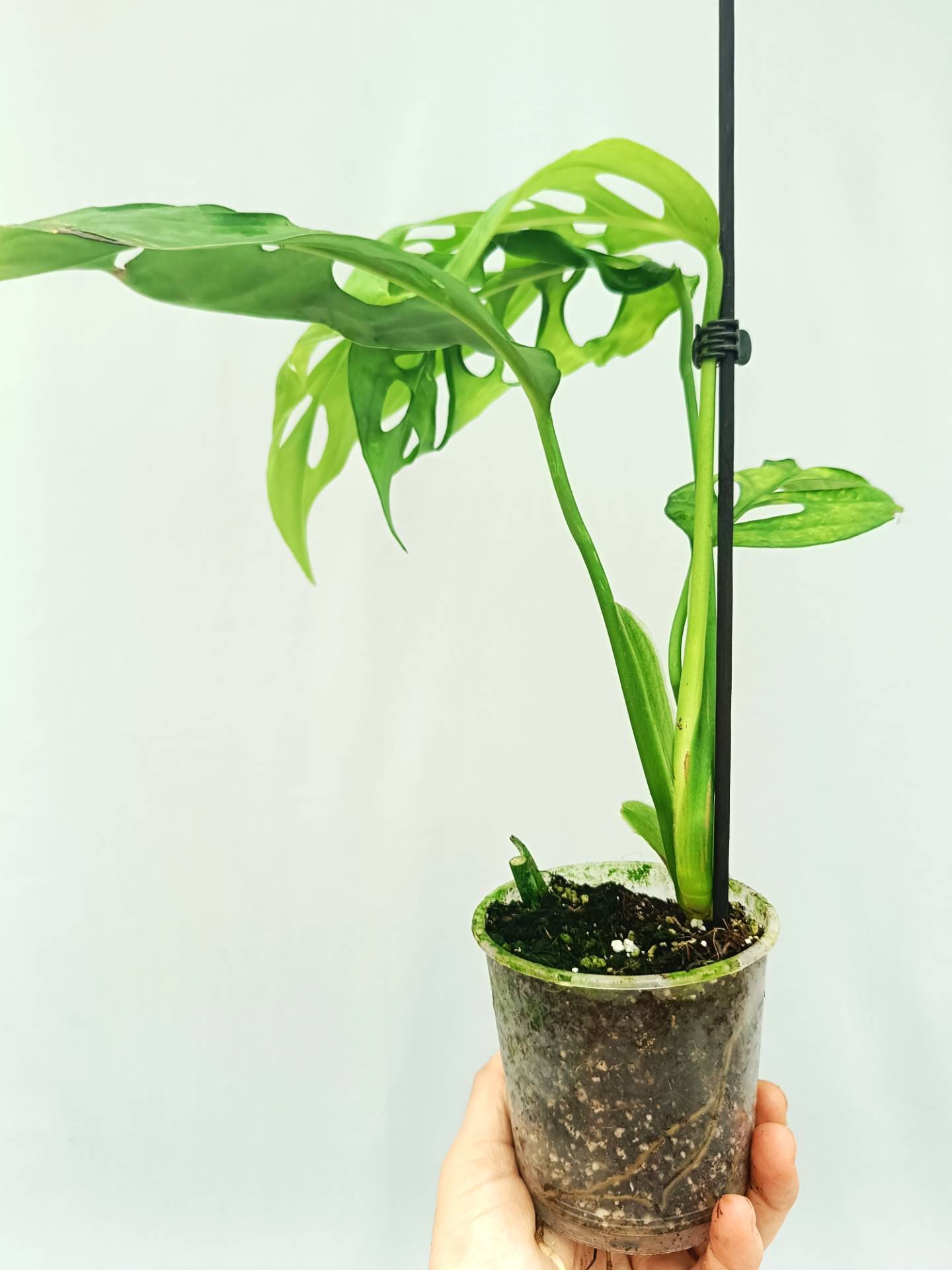 Monstera Epipremnoides Esqueleto