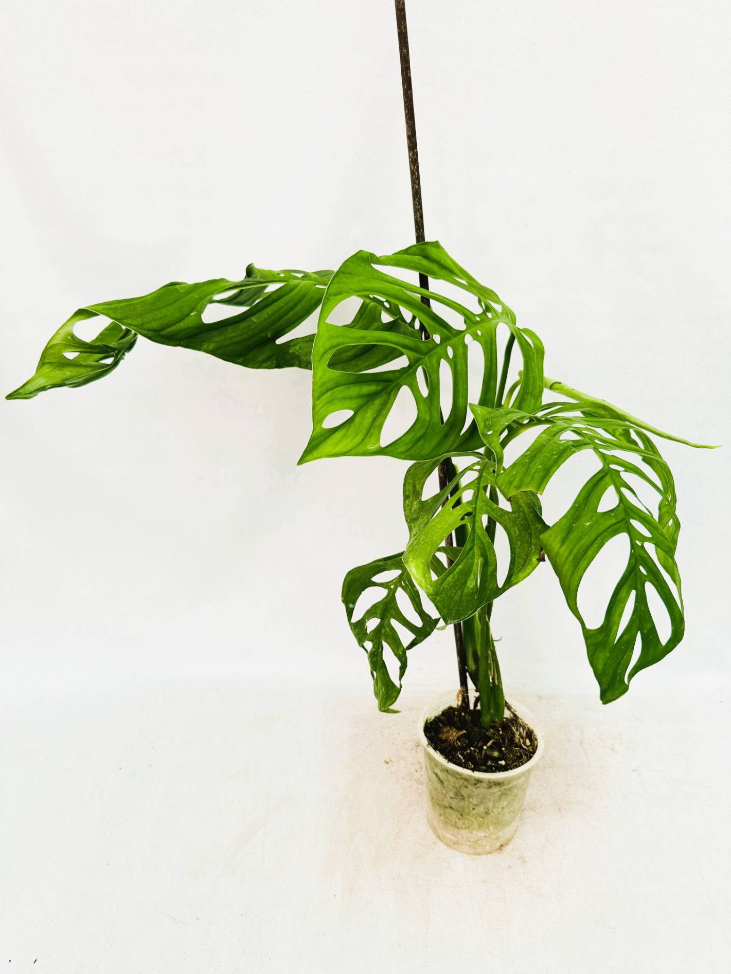 Monstera Epipremnoides Esqueleto10