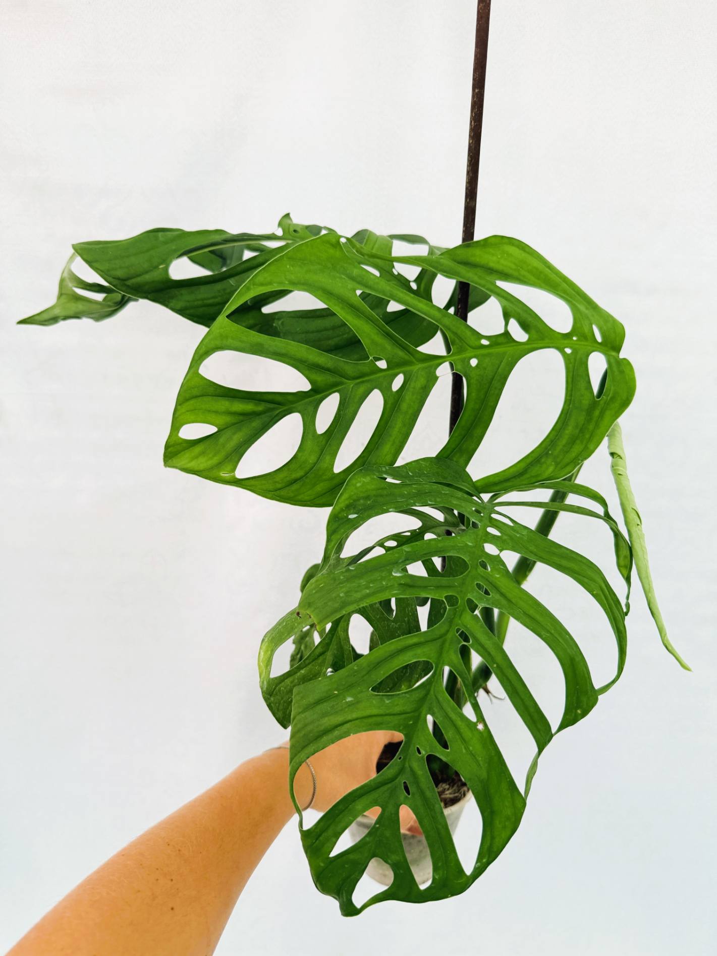 Monstera Epipremnoides Esqueleto
