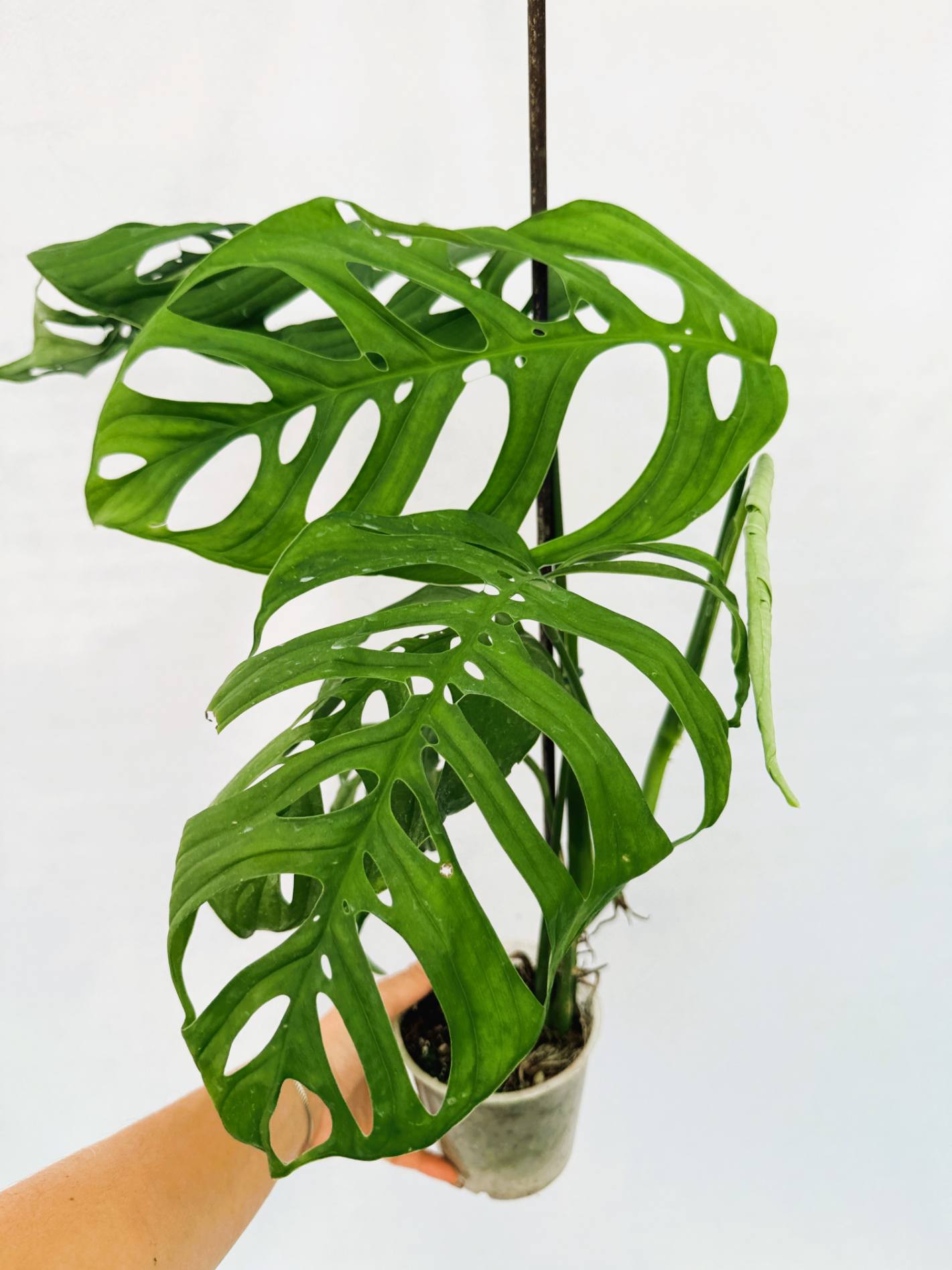Monstera Epipremnoides Esqueleto