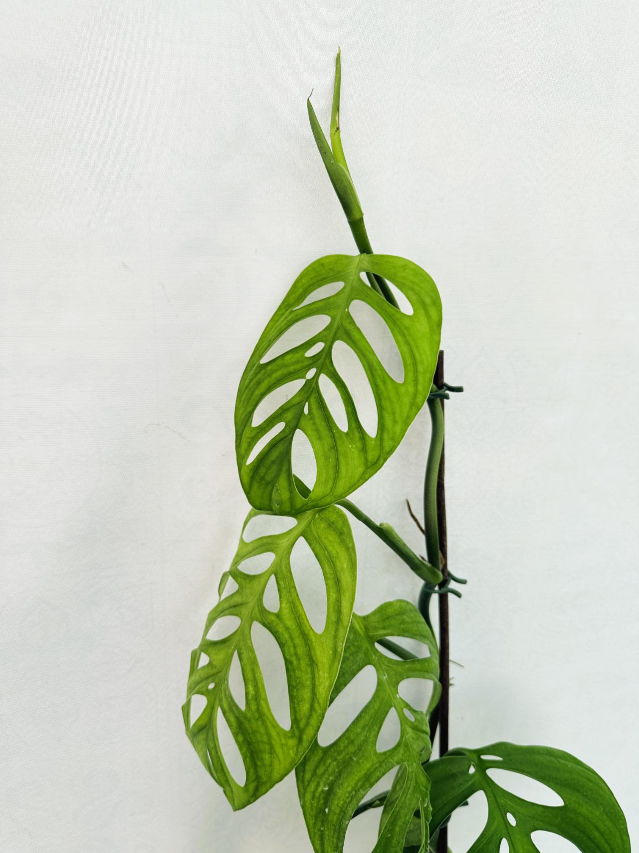 onstera_epipremnoides_esqueleto_large