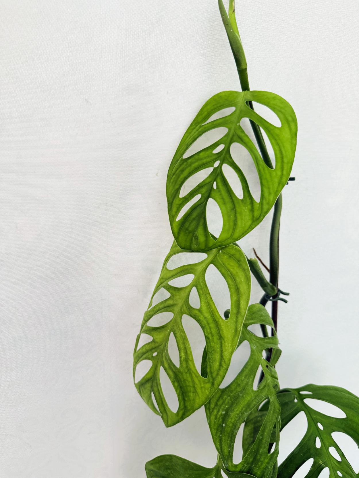 Monstera Epipremnoides Esqueleto LARGE