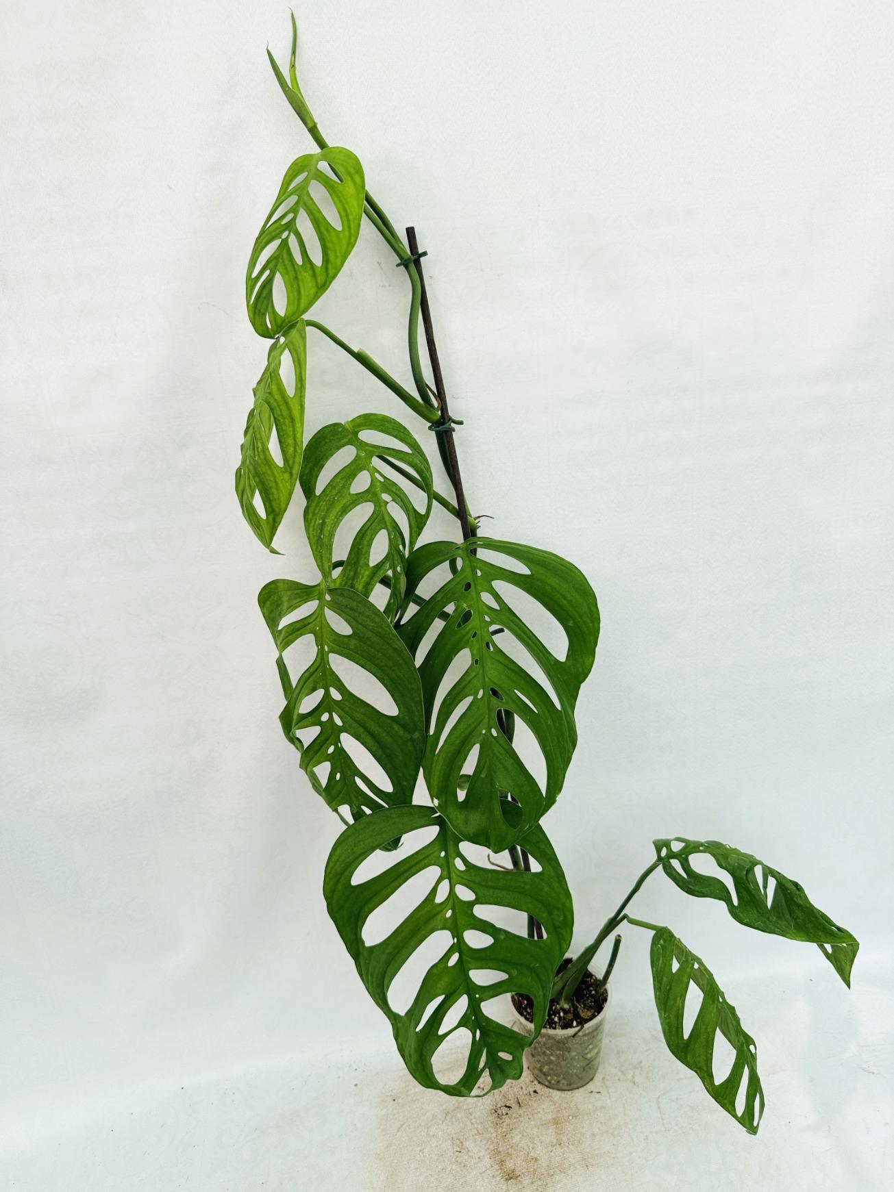 monstera epipremnoides esqueleto large
