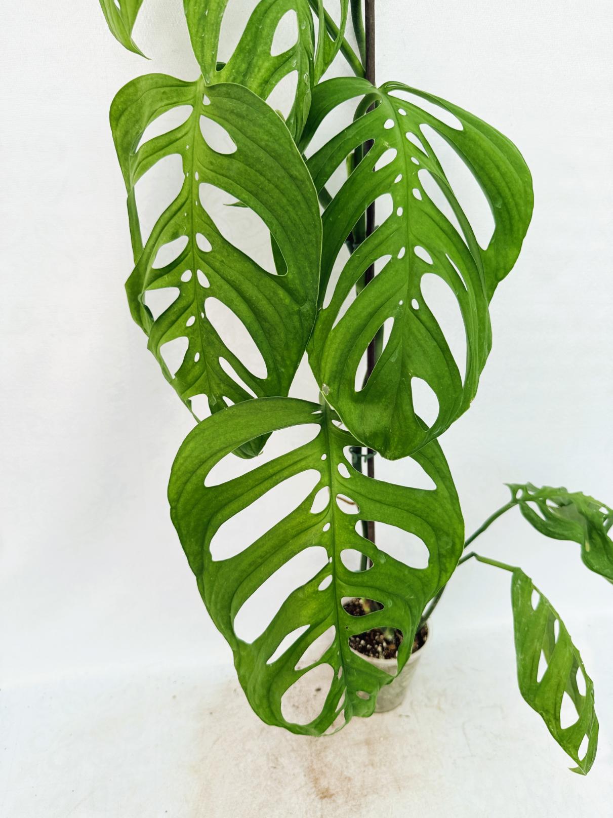 Monstera Epipremnoides Esqueleto LARGE