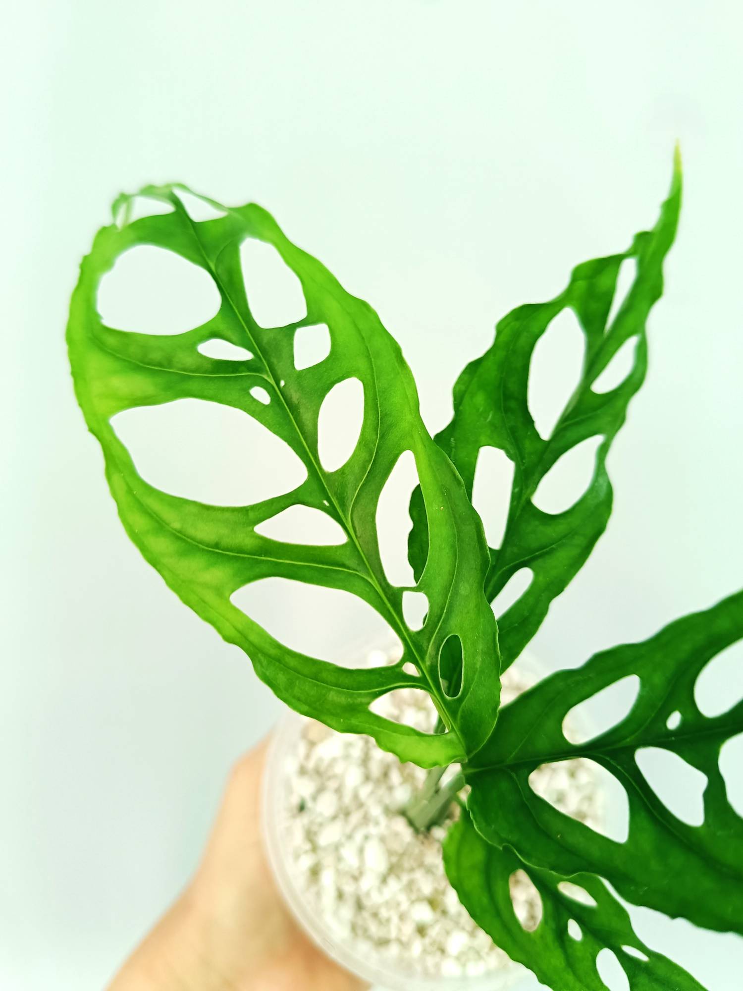 variegated monstera obliqua Monstera Obliqua 'Peru' (young plant)