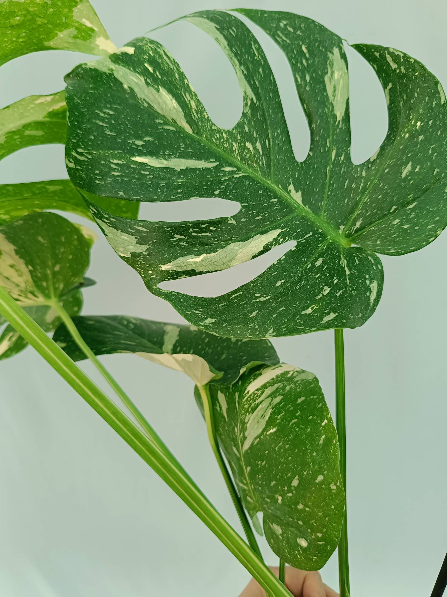 Monstera Thai Constellation