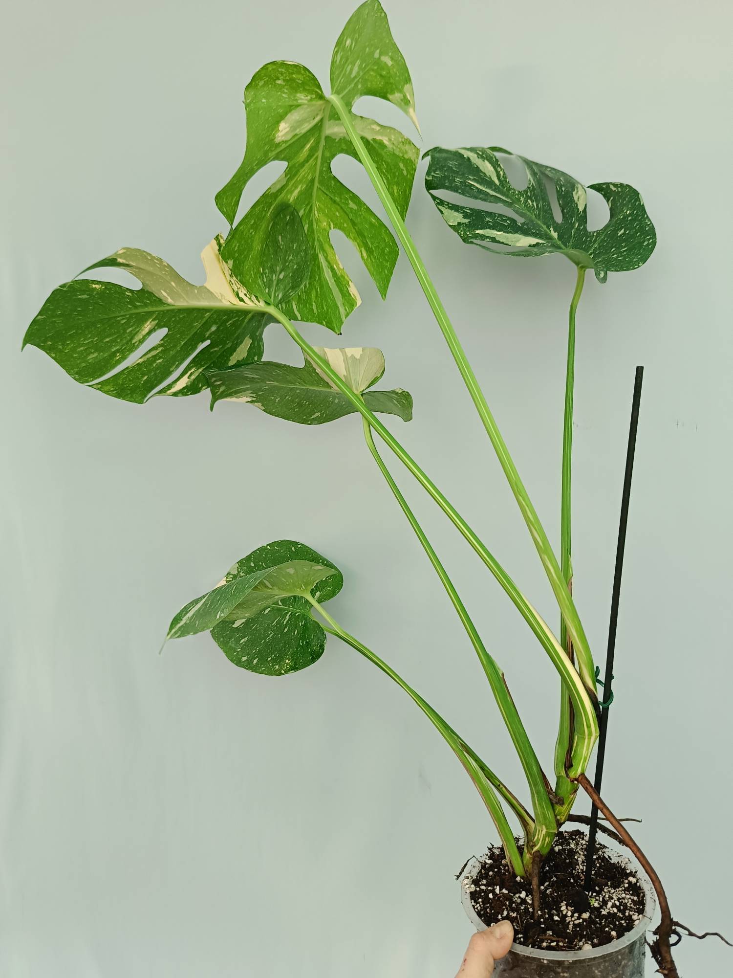 Monstera Thai Constellation