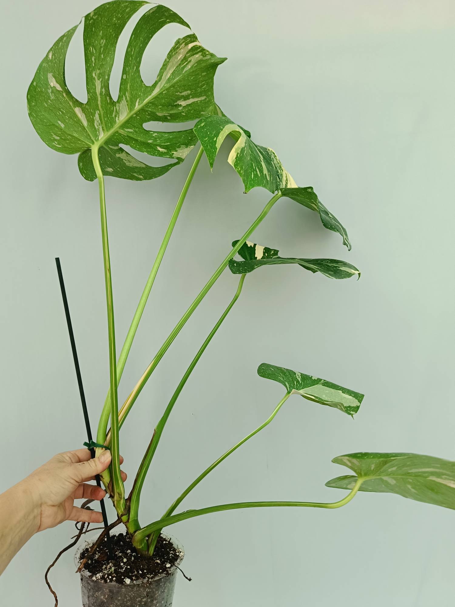 Monstera Thai Constellation