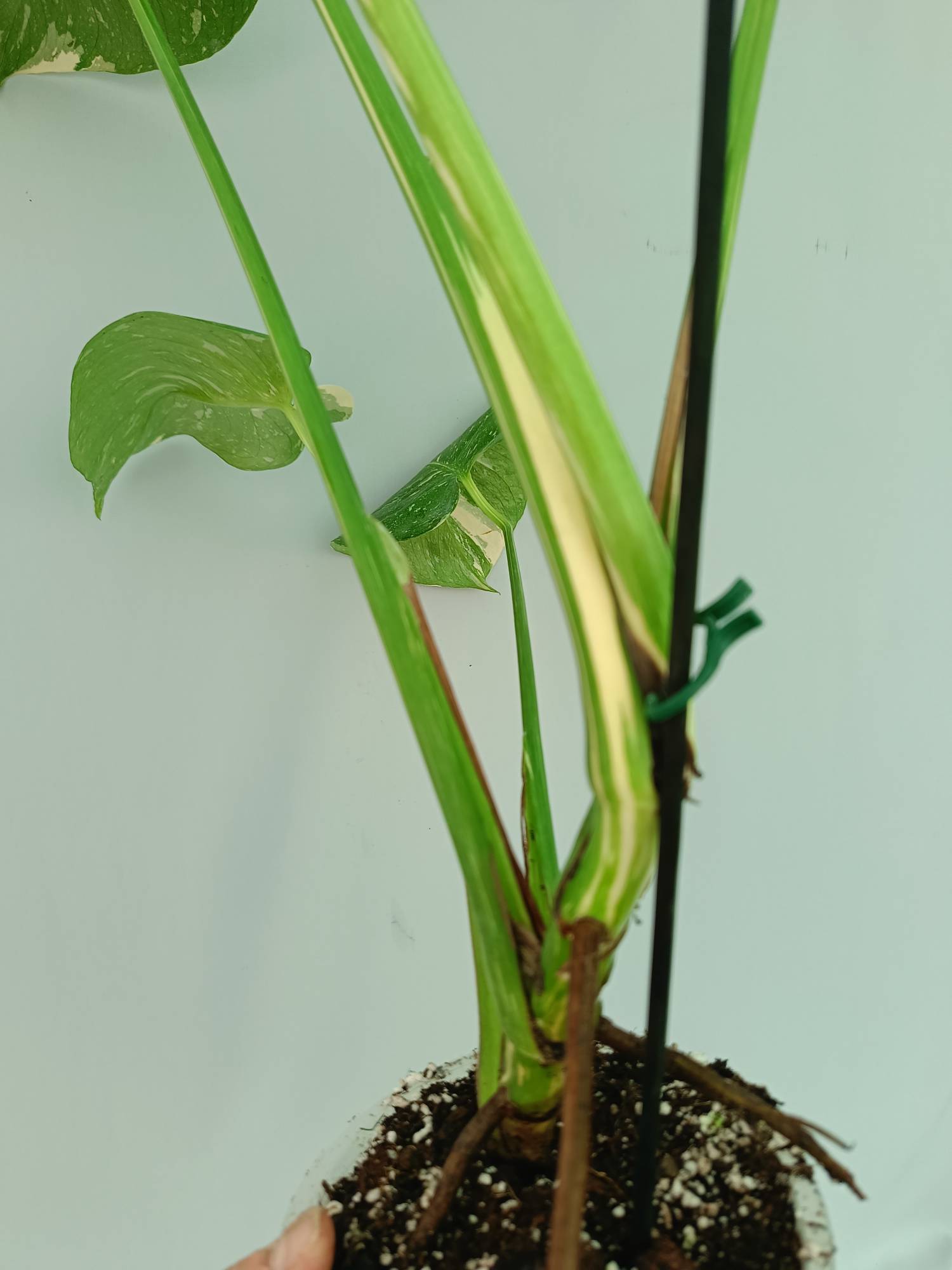 Monstera Thai Constellation