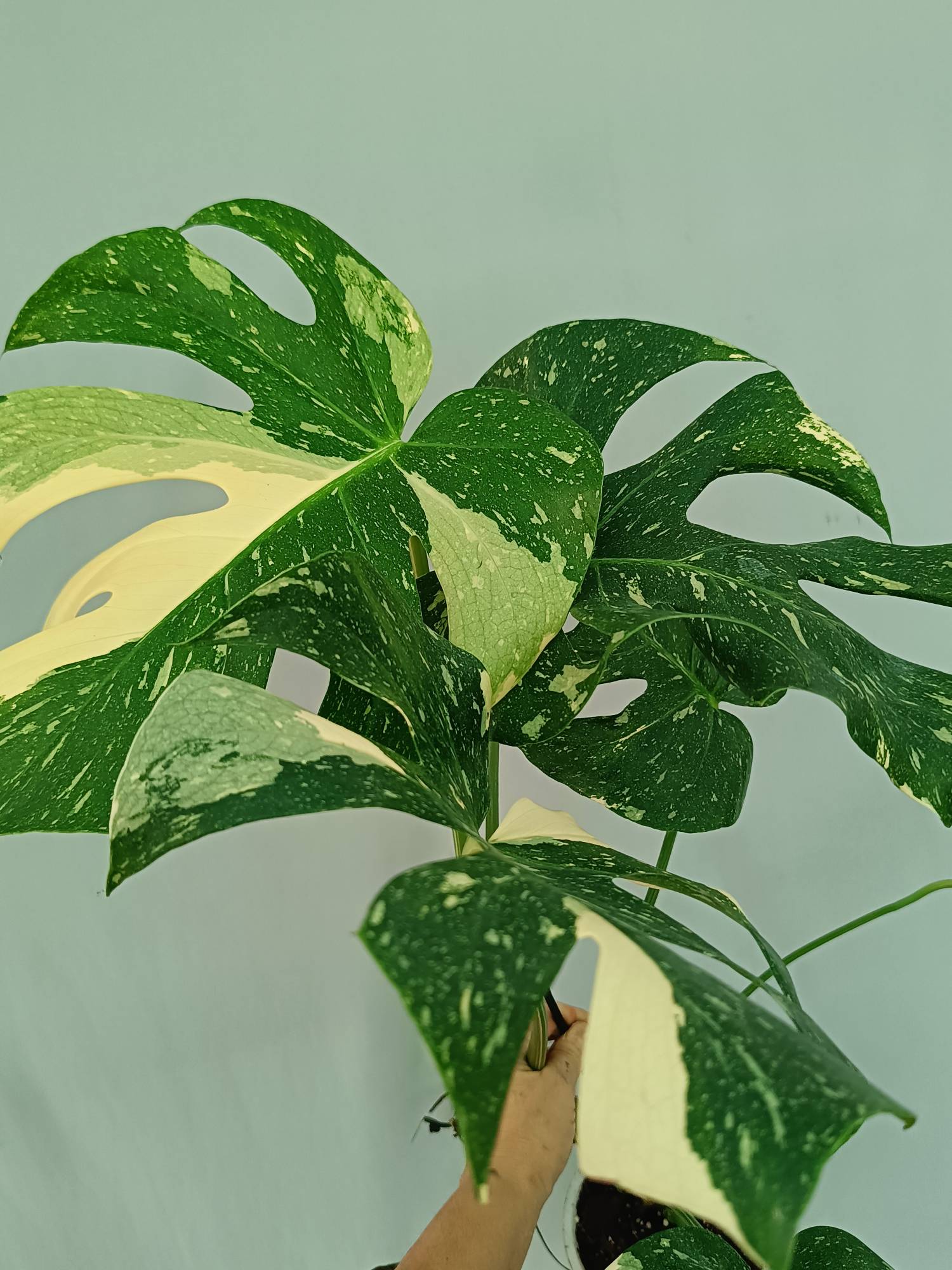 Monstera Thai Constellation XL