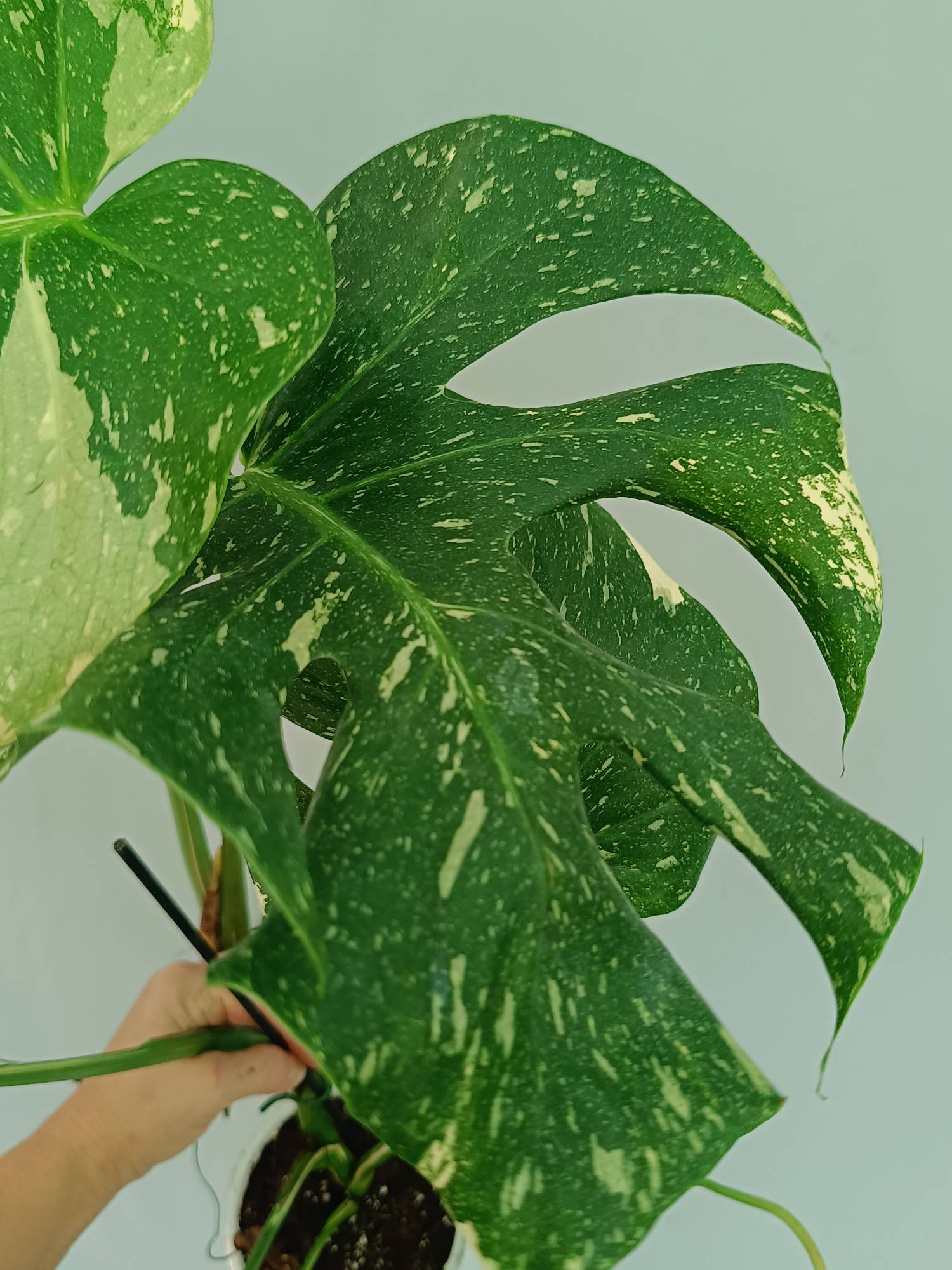 Monstera Thai Constellation XL