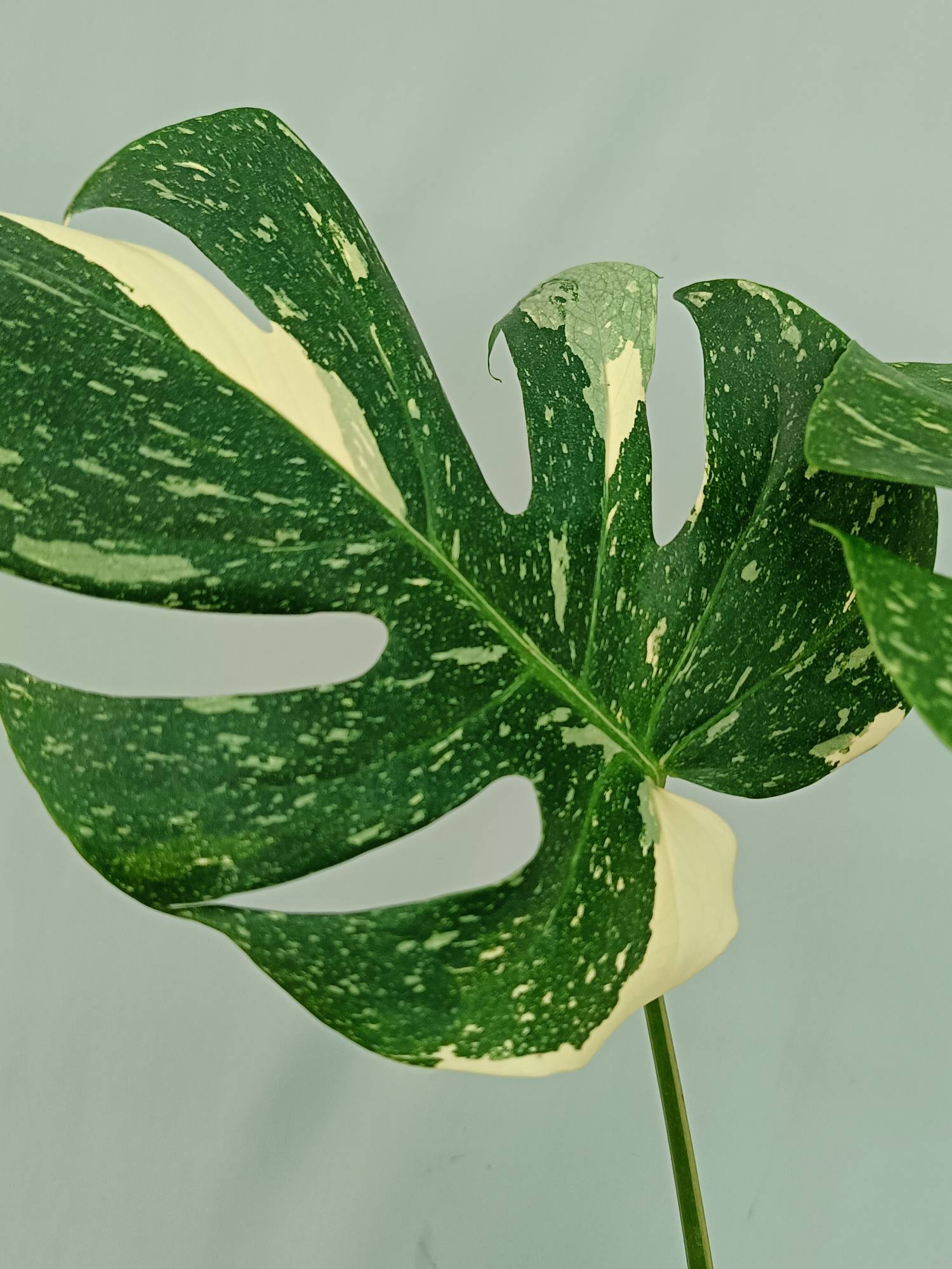 Monstera Thai Constellation XL