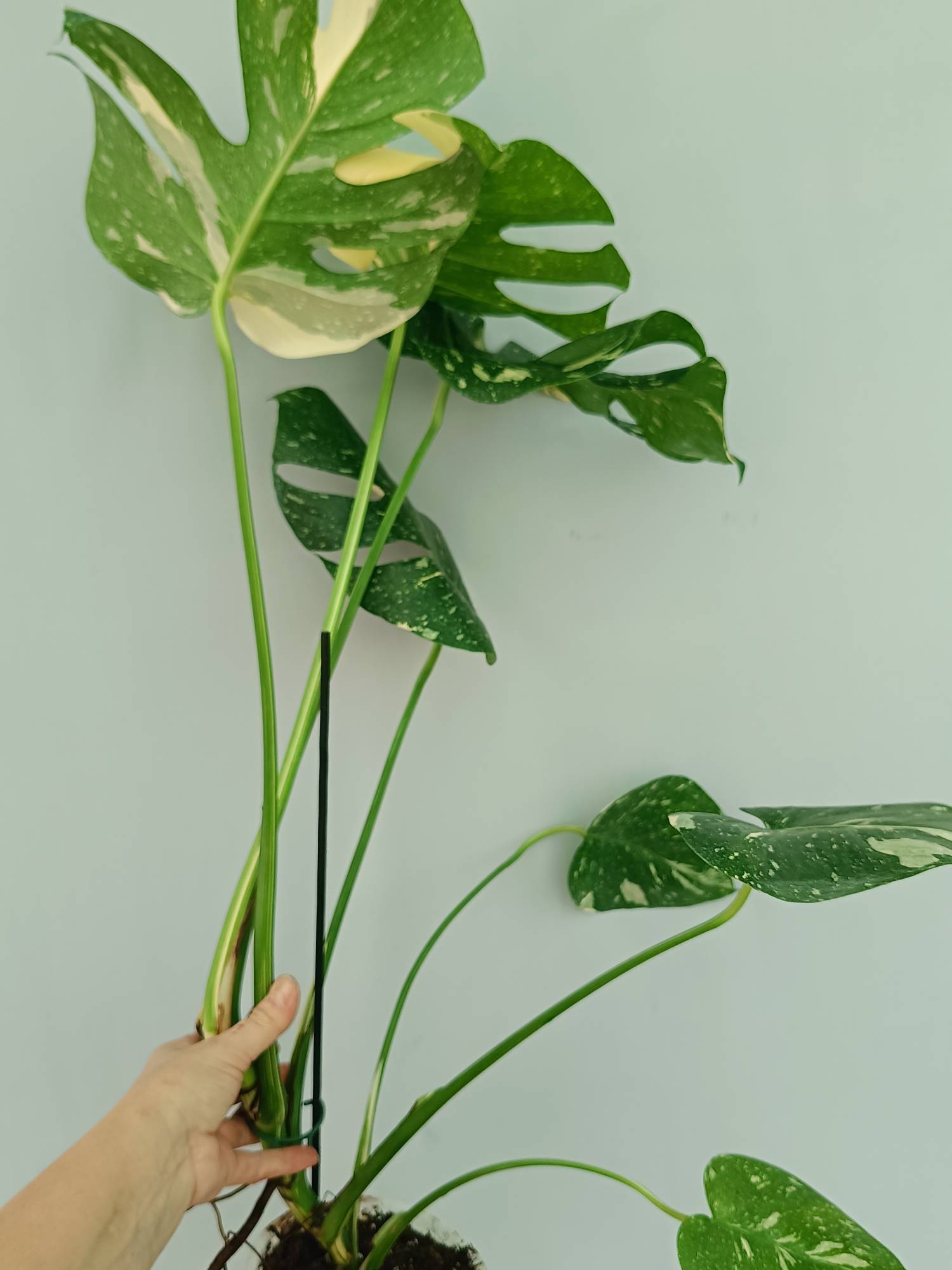Monstera Thai Constellation XL