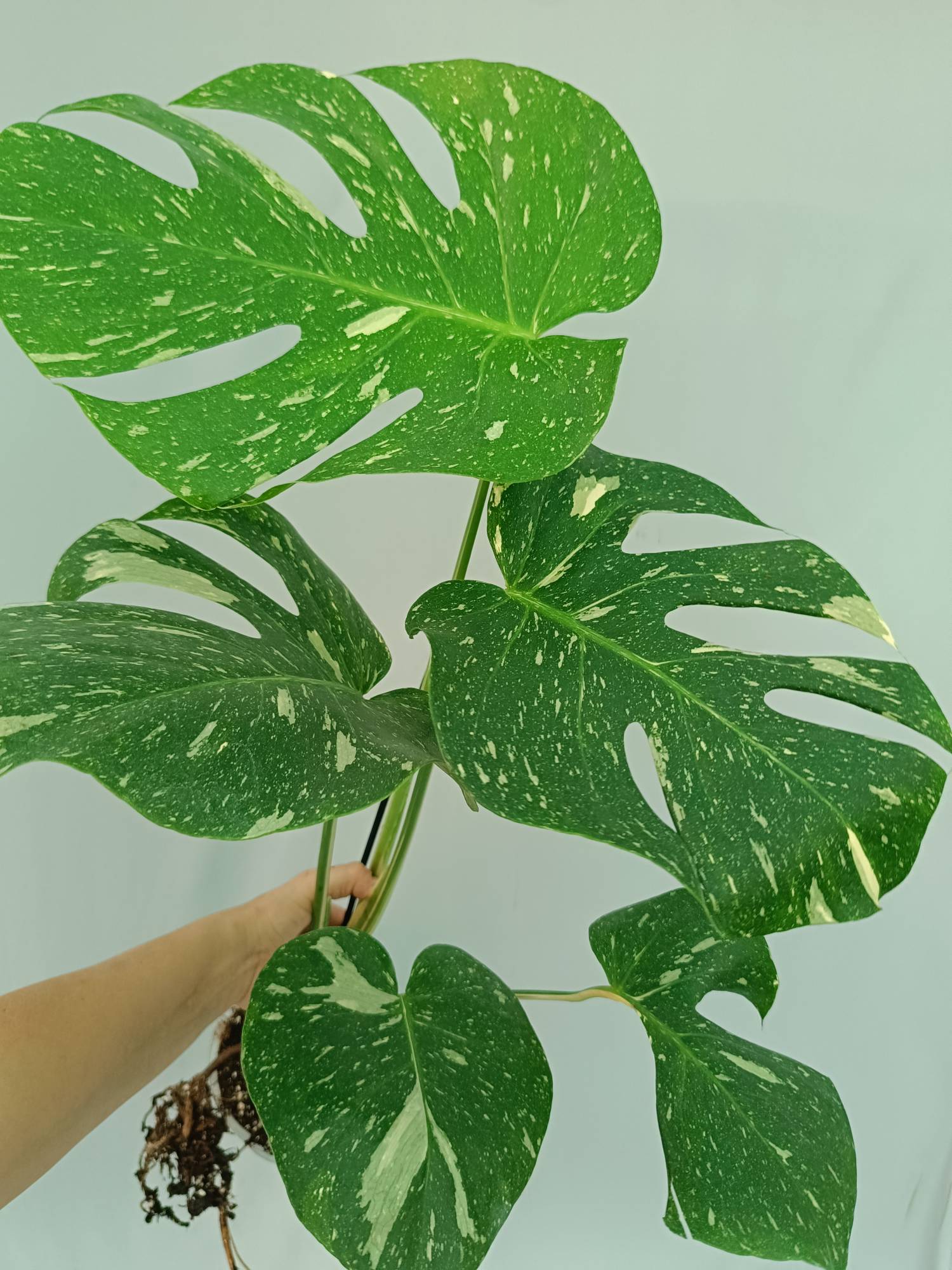 Monstera Thai Constellation