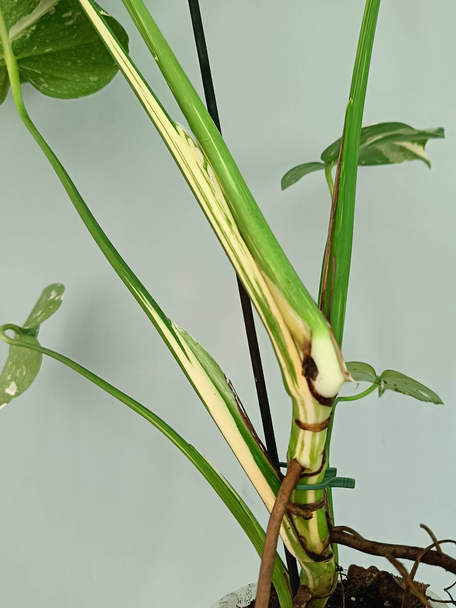 Monstera Thai Constellation XL