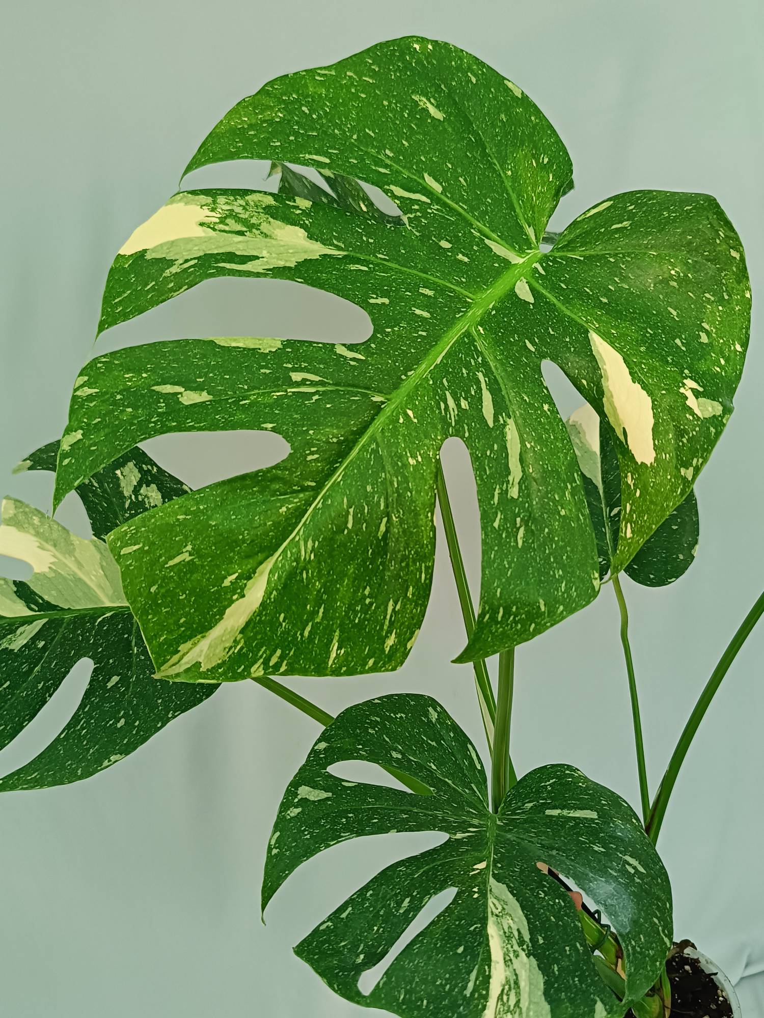 Monstera Thai Constellation