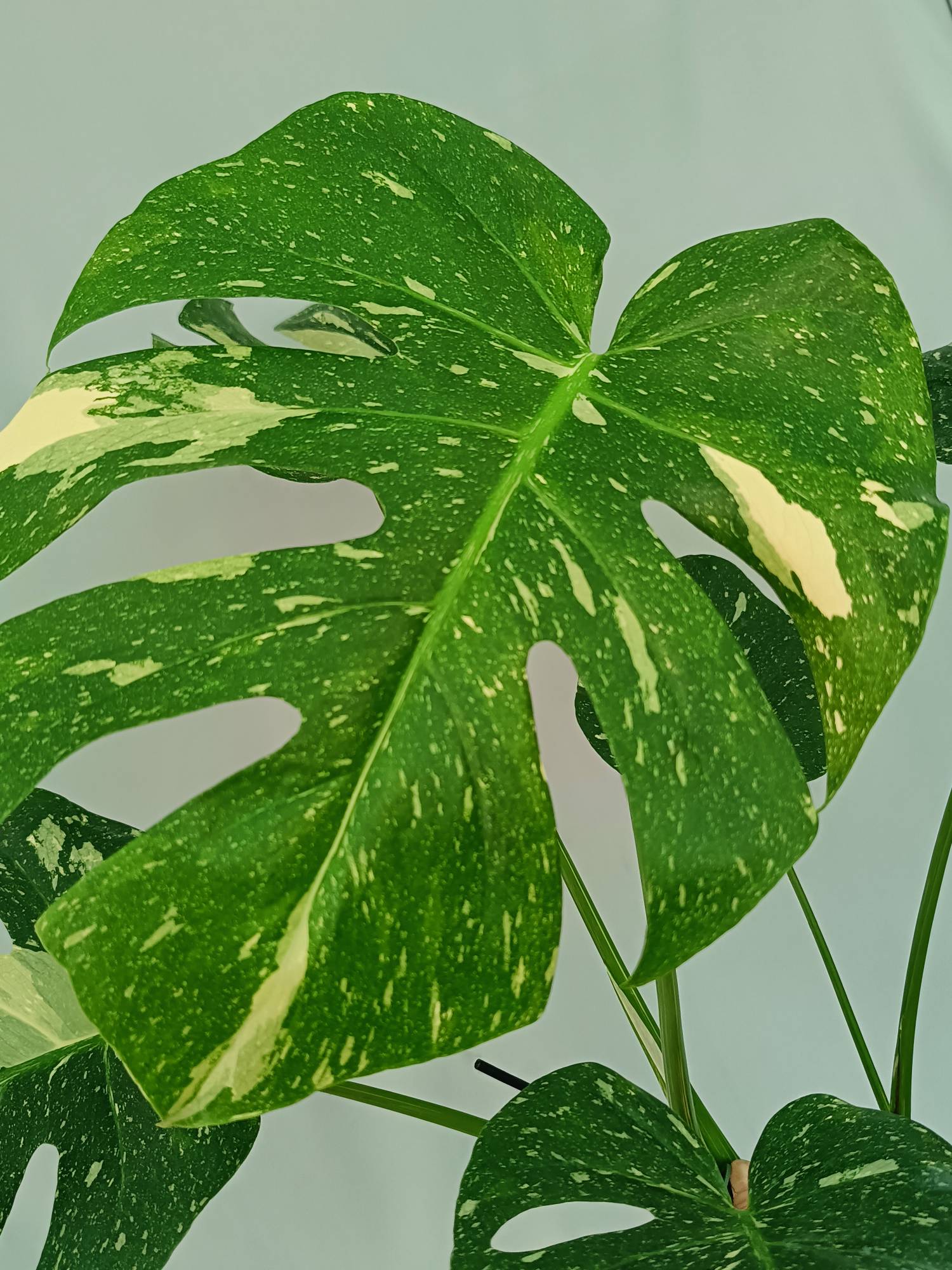Monstera Thai Constellation