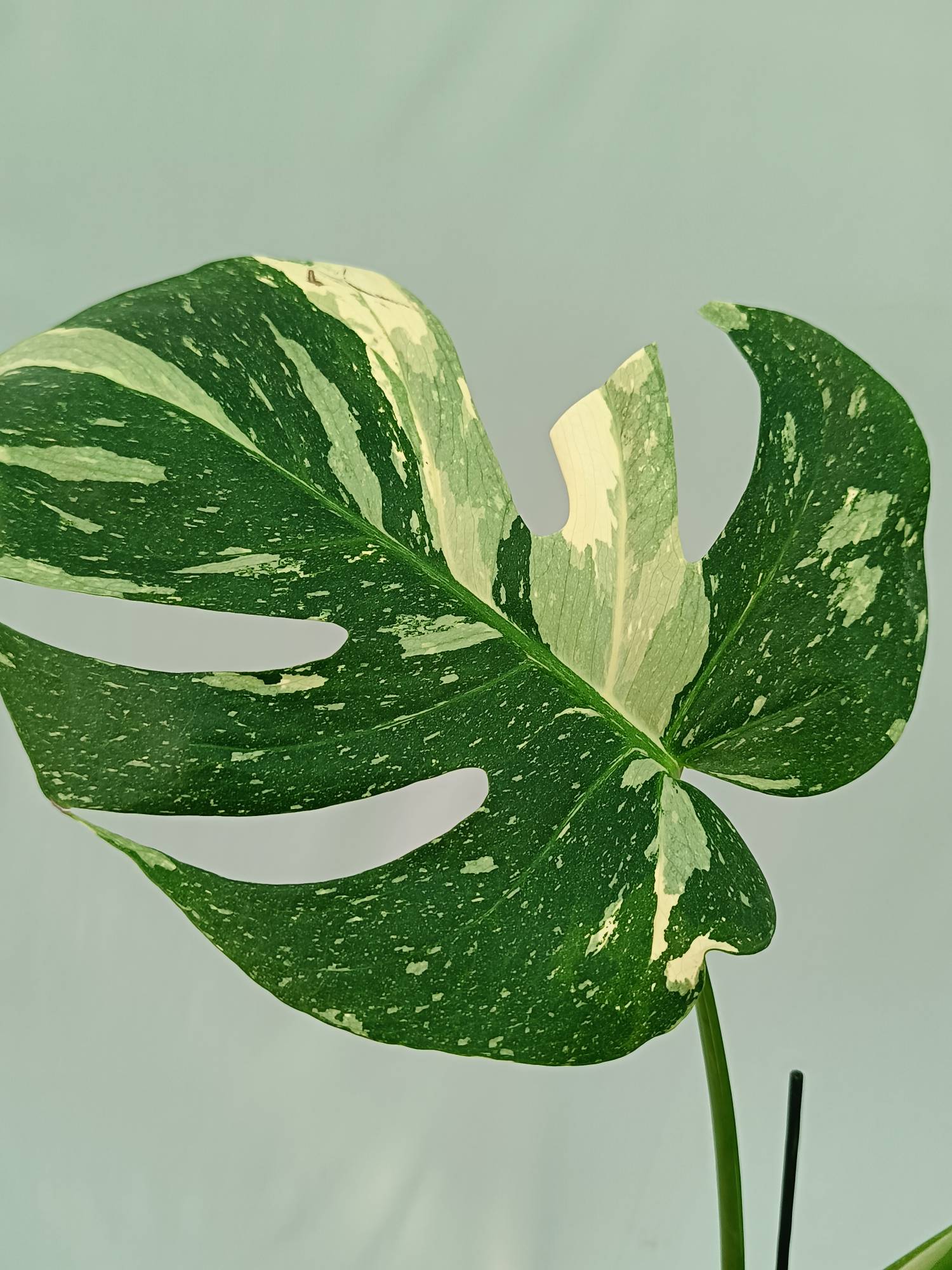 Monstera Thai Constellation