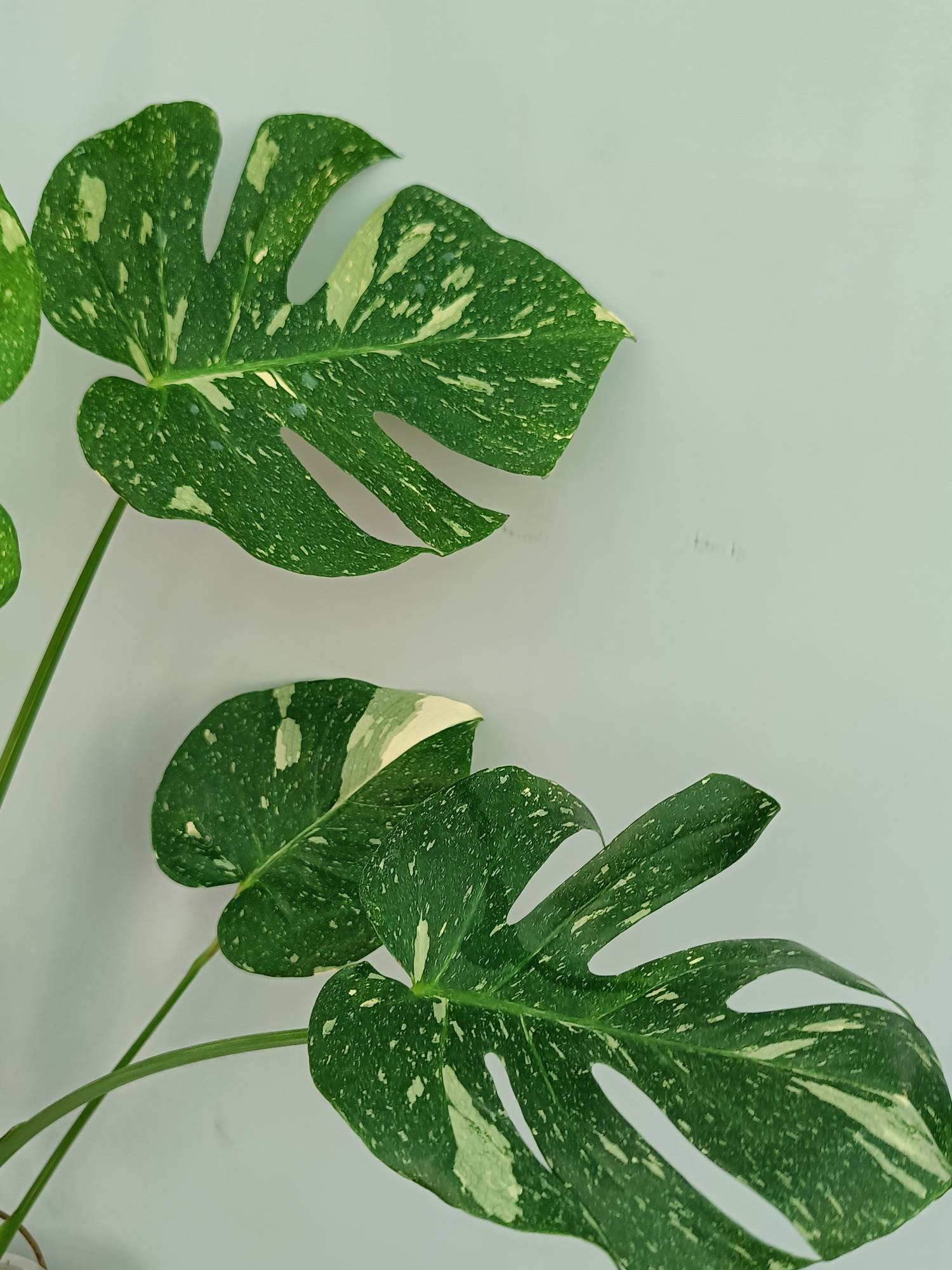 Monstera Thai Constellation