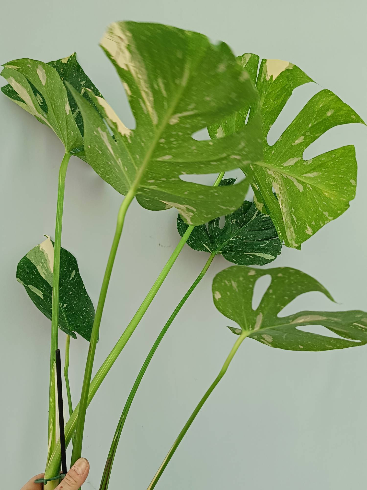 Monstera Thai Constellation