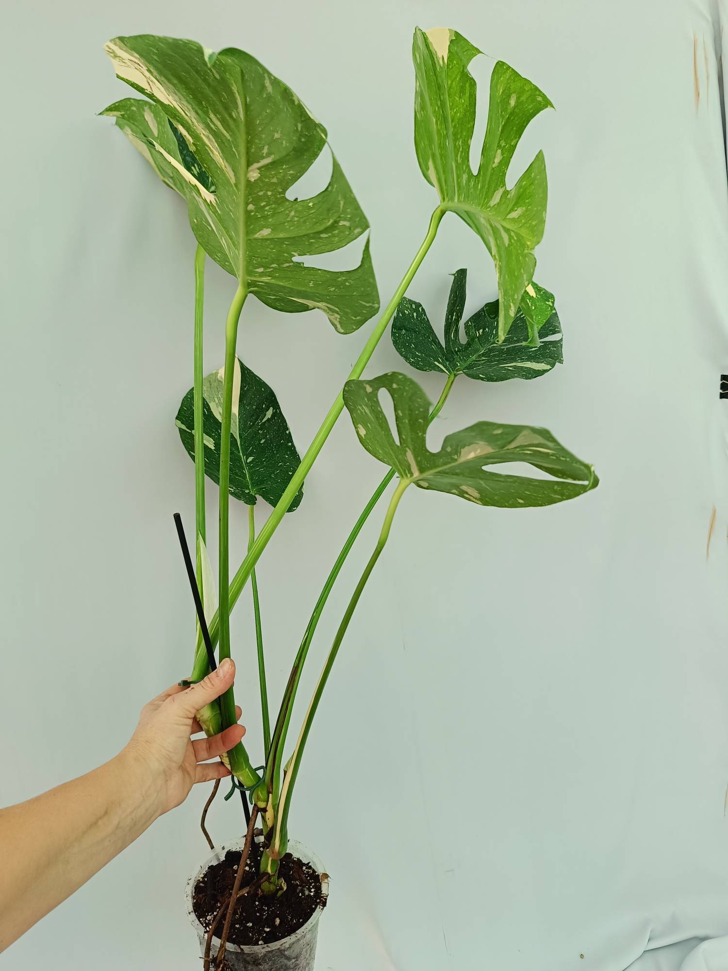 Monstera Thai Constellation